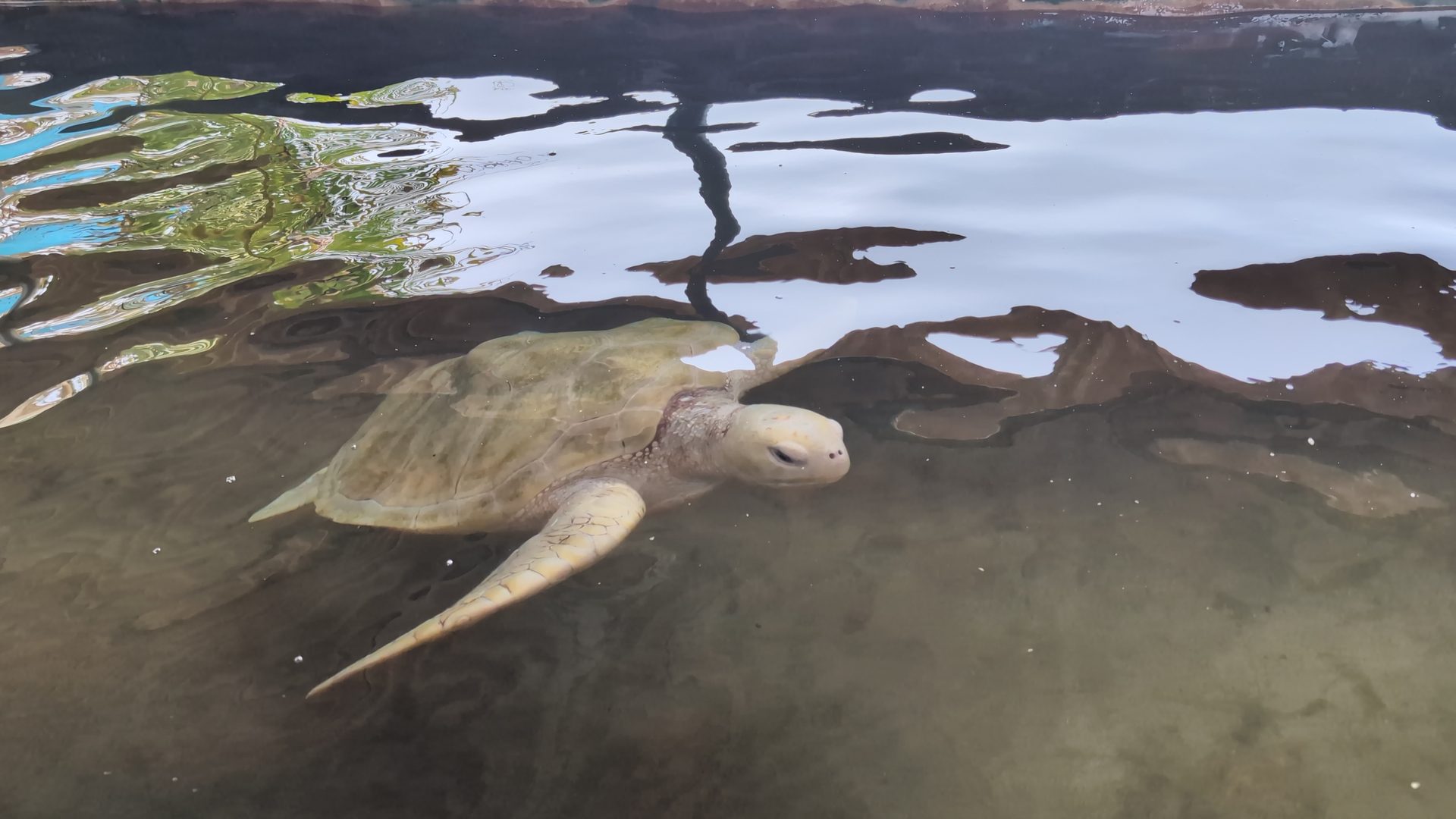 Albino sea turtle swimming in a tank at Kosgoda