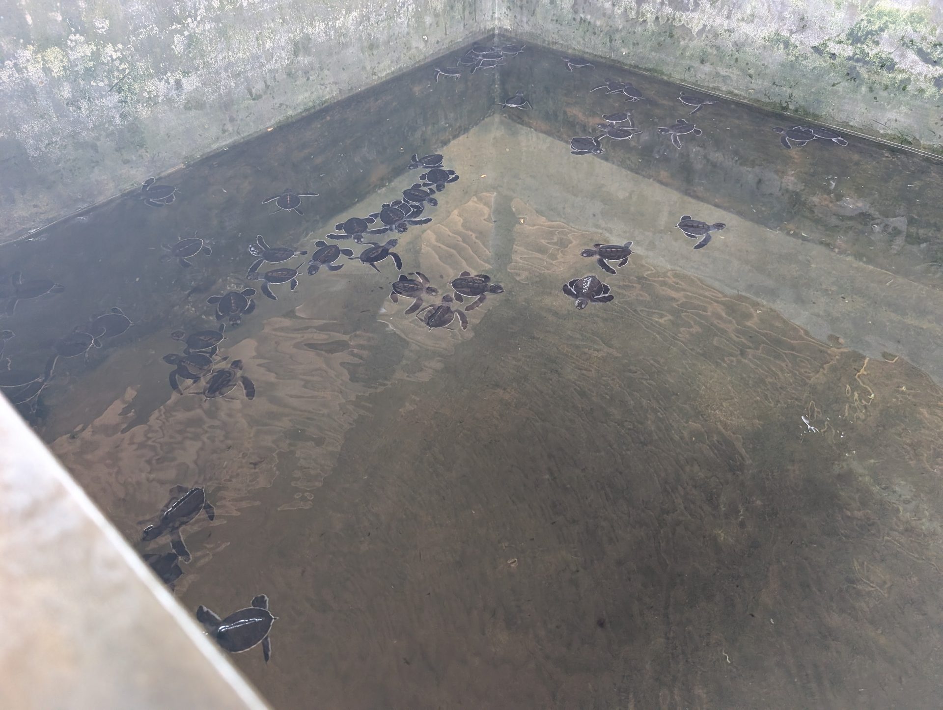 Baby sea turtle hatchlings swimming in a tank at Kosgoda