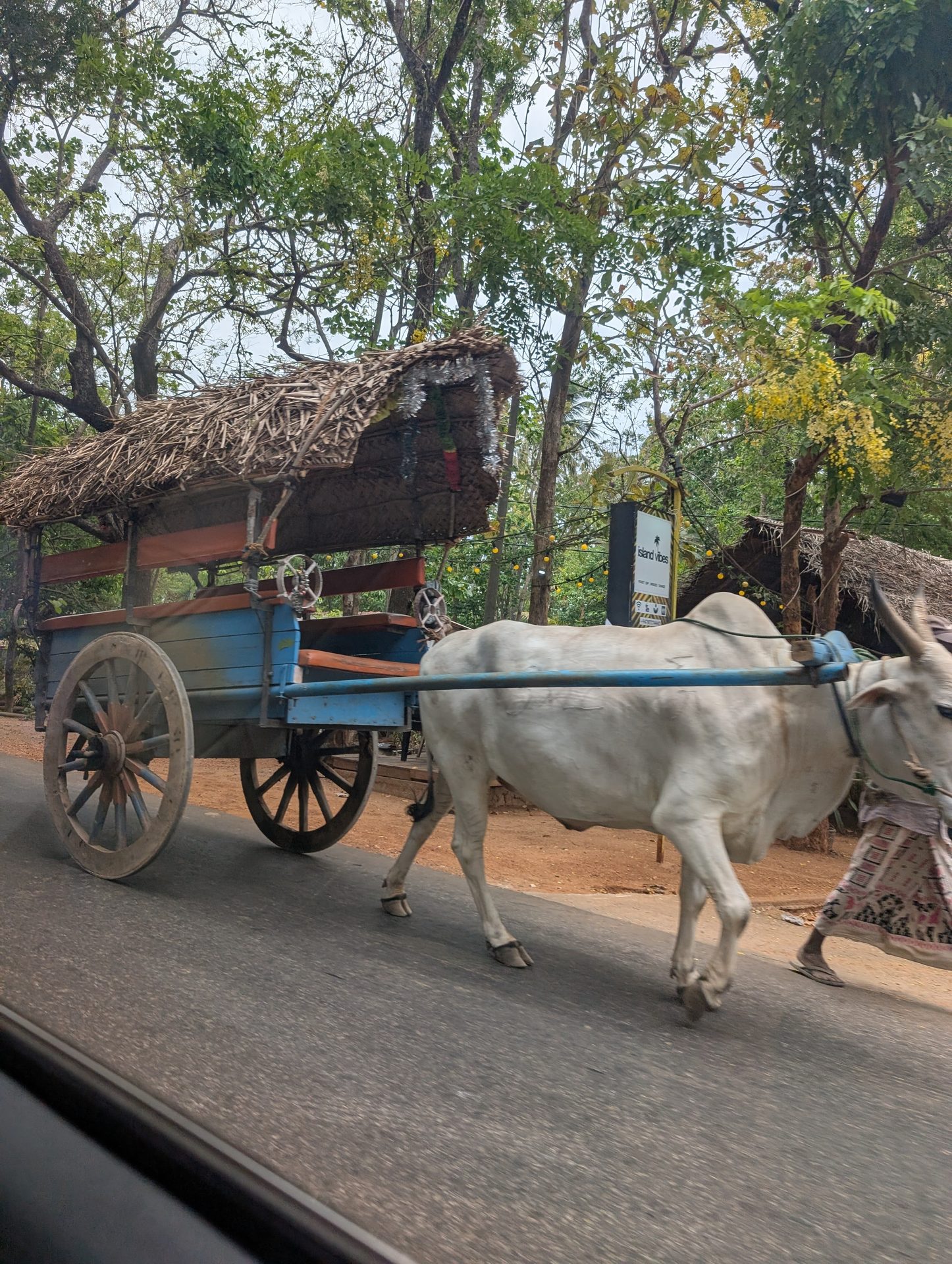 Bullock cart on the road outside Sigiriya