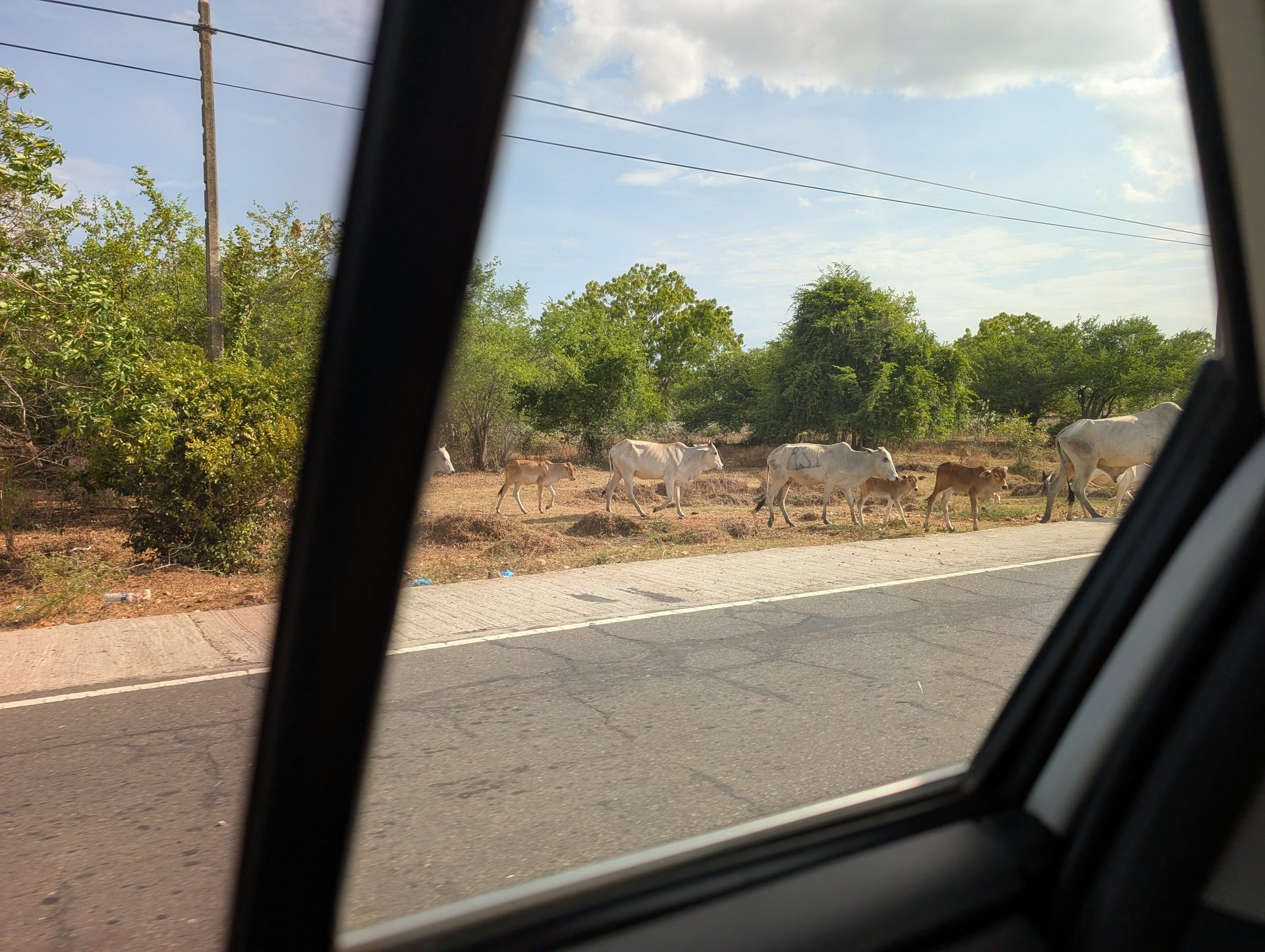 Cattle walking along a dry zone road on Sri Lanka's east coast