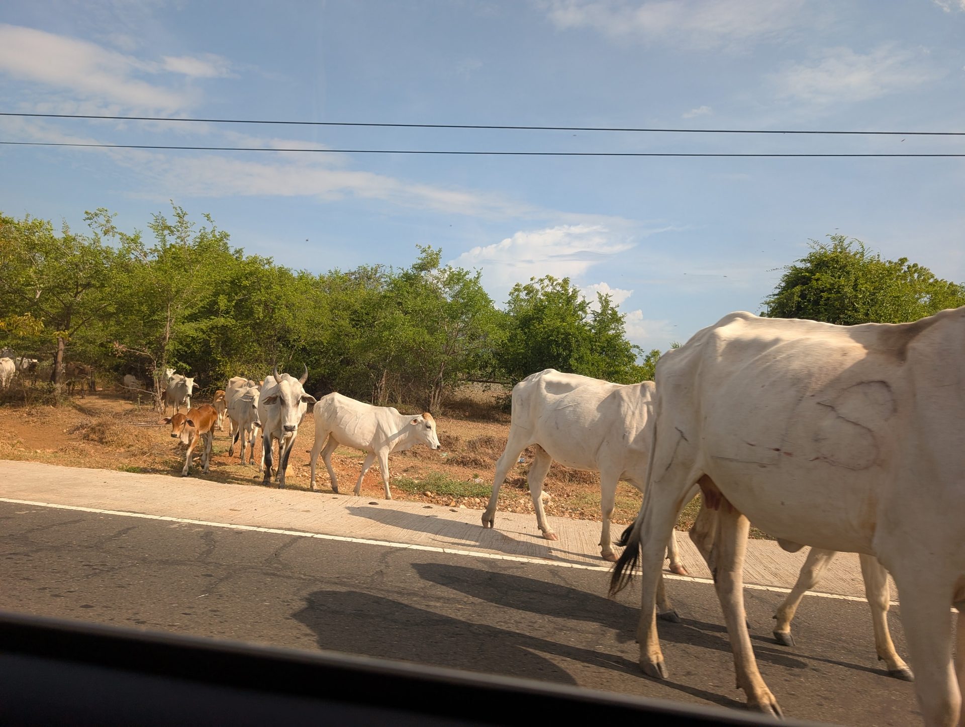 Cattle walking along the road to the east coast of Sri Lanka