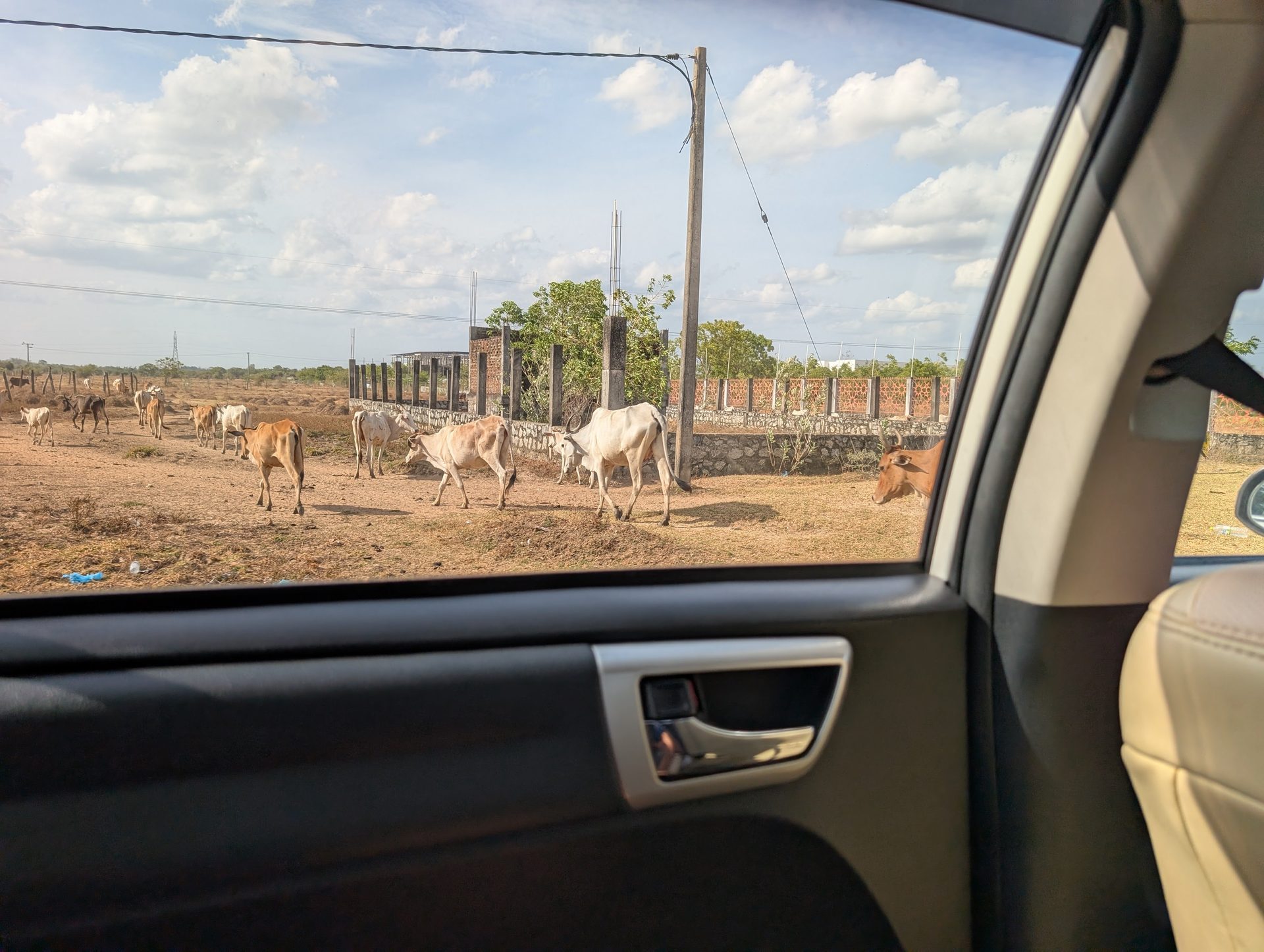 Cattle grazing beside the road on the drive to Pasikudah