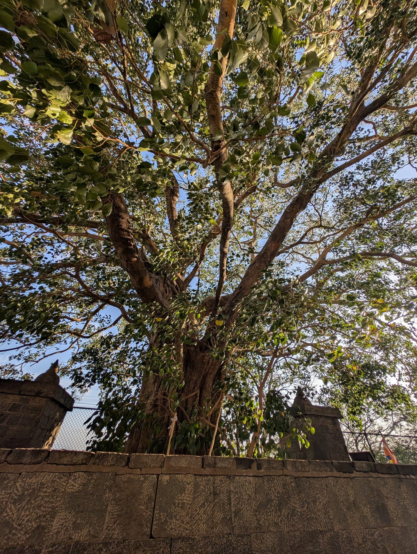 Bo tree in the courtyard at Dambulla Cave Temple