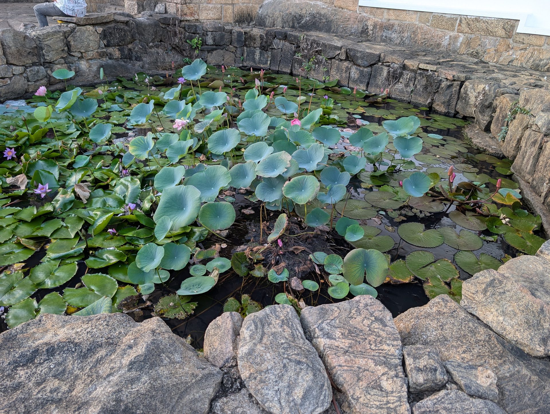 Lotus pool beside the Dambulla caves