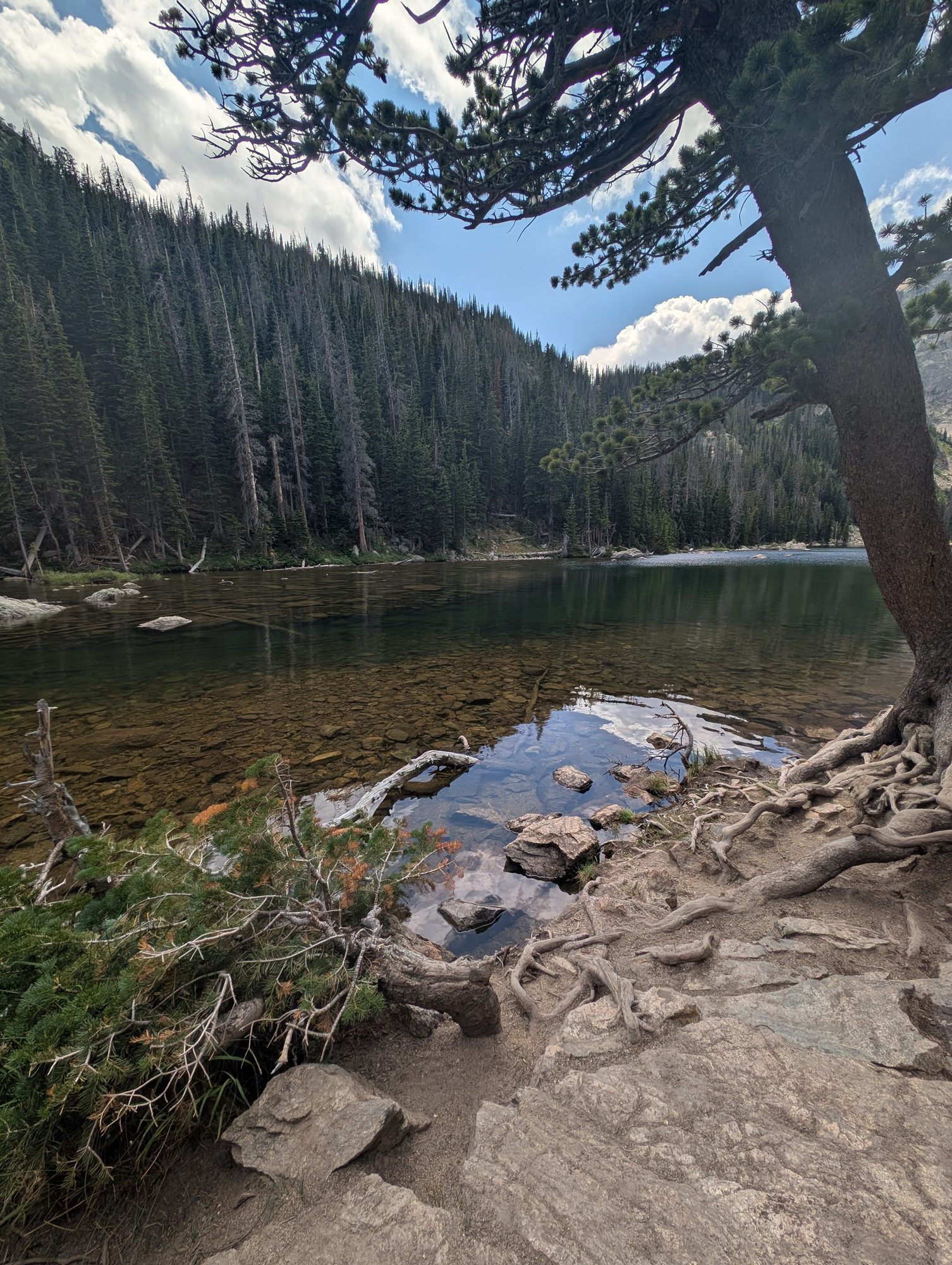 Pine tree leaning over the rocky shore of Dream Lake