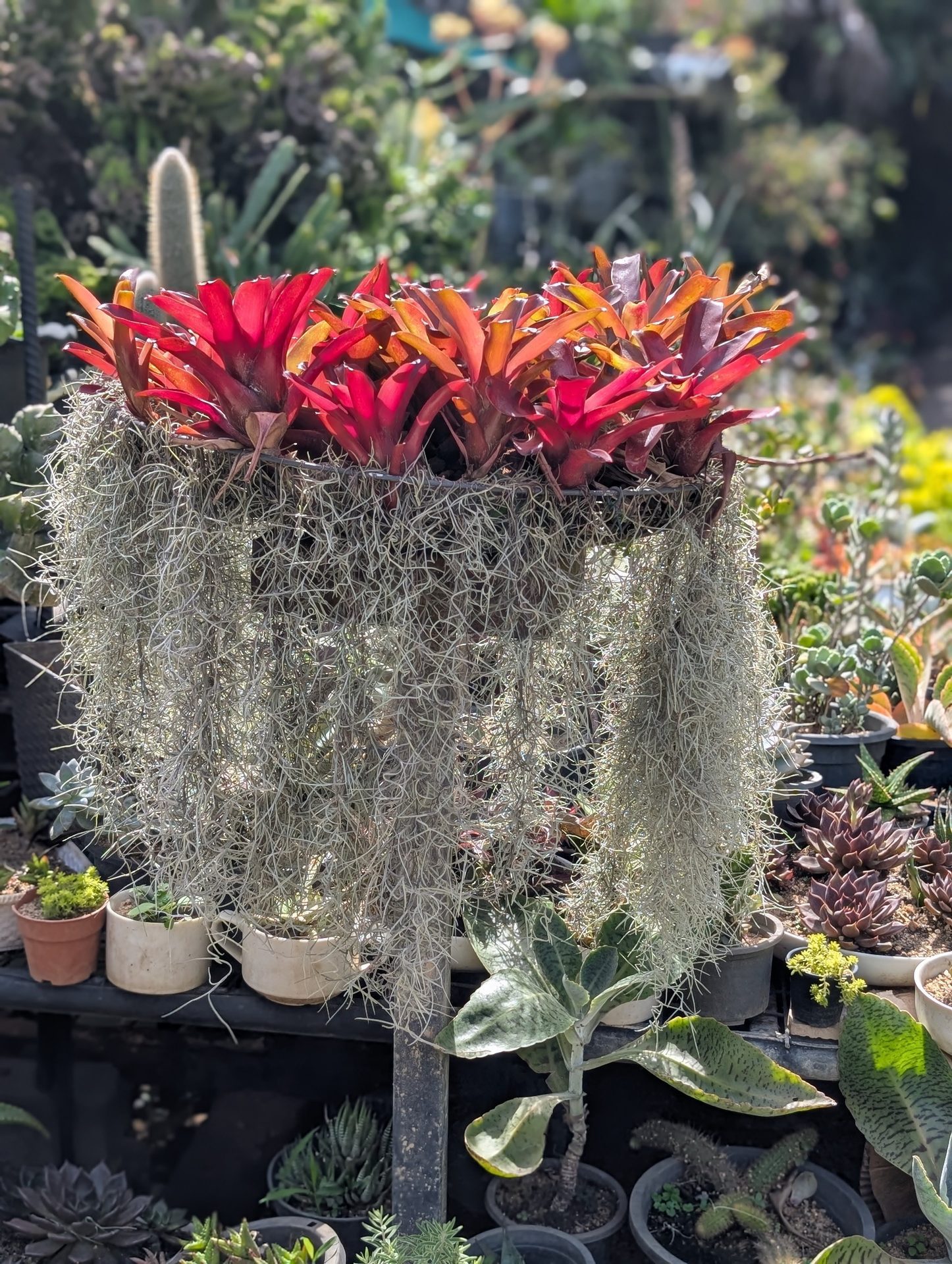 Colorful plants at the Flower Garden nursery in Ella