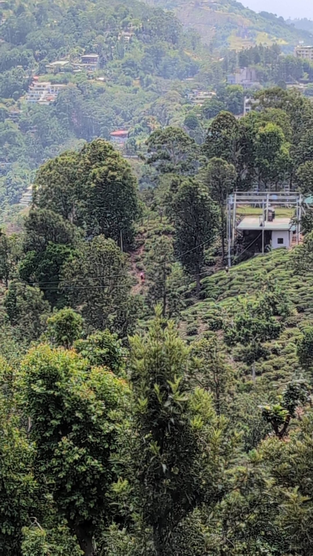 Flying Ravana zipline landing tower above tea fields