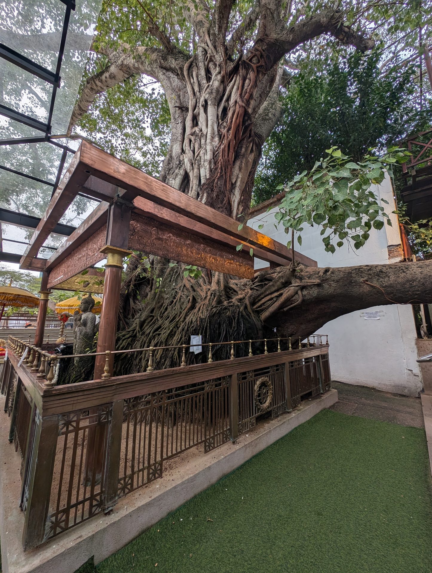 Sacred bodhi tree at Gangaramaya Temple