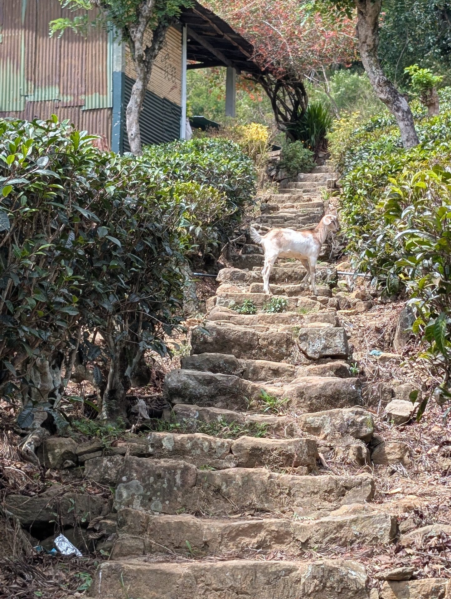 Goat standing on stone steps in the tea estate at Kinellan