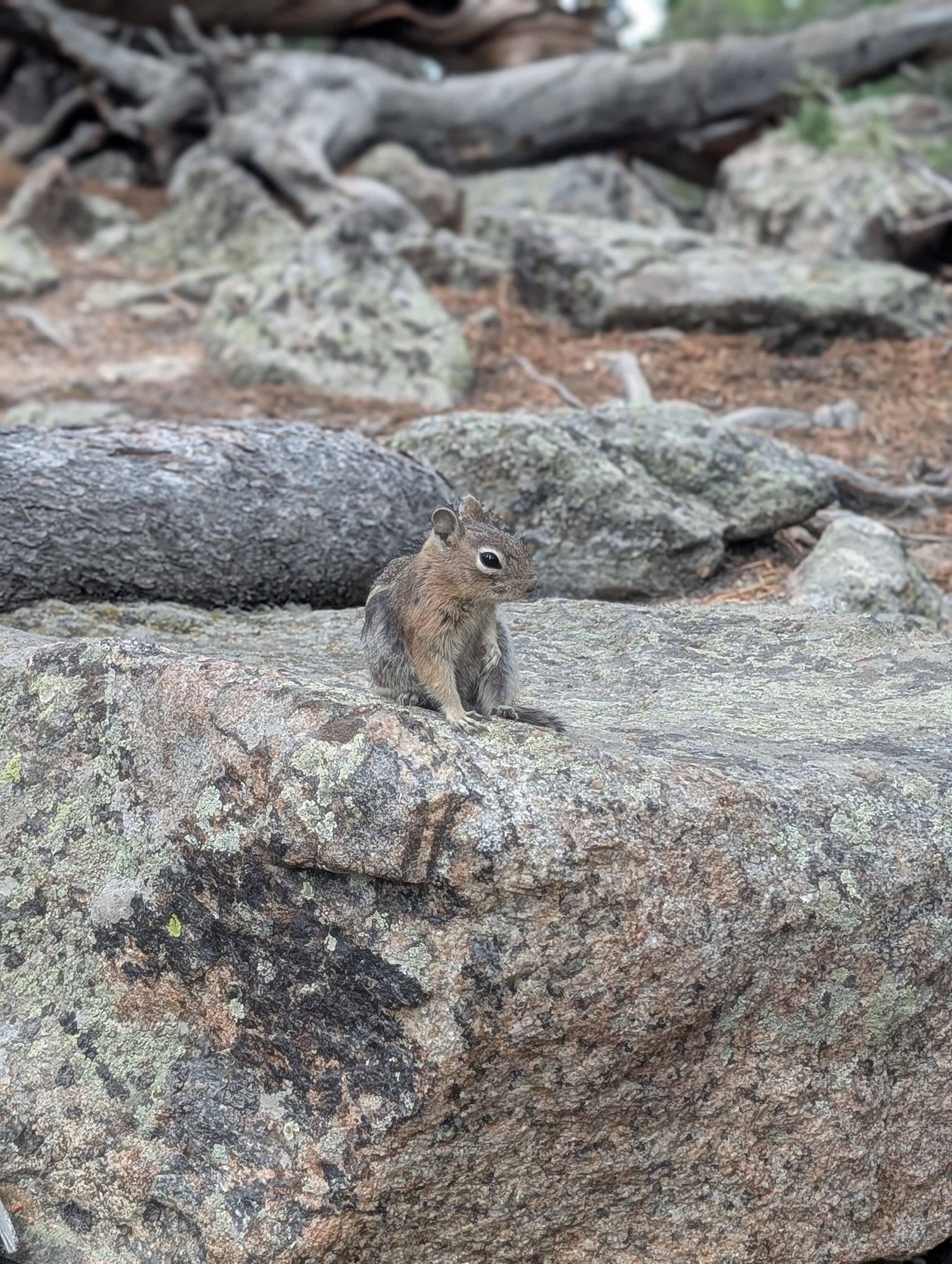 Golden-mantled ground squirrel sitting on a granite rock near Dream Lake