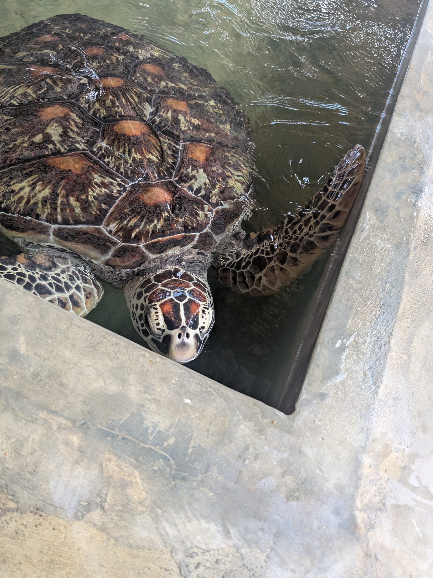Green sea turtle in a tank at the Kosgoda hatchery