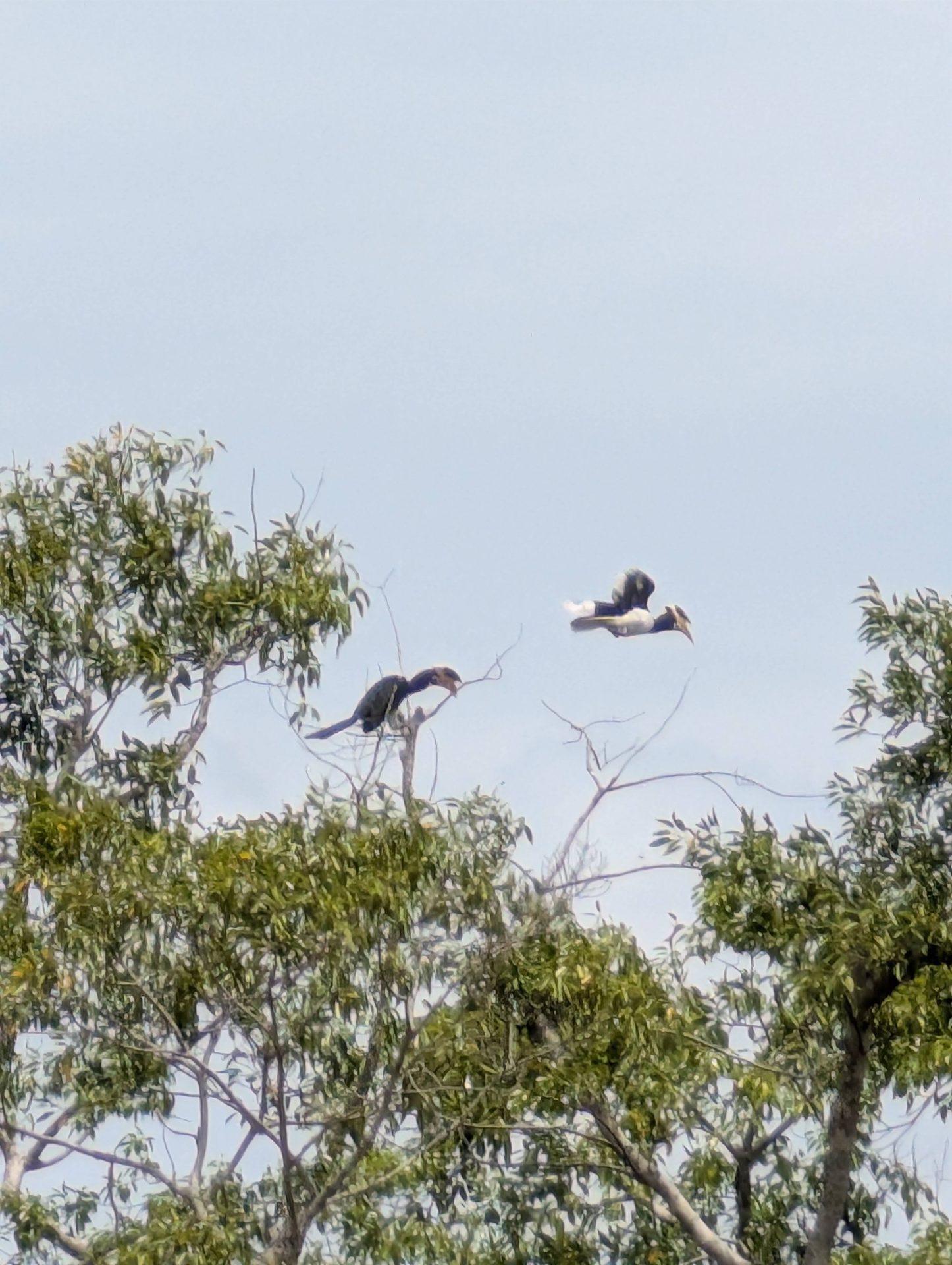 Hornbills in the trees at Polonnaruwa
