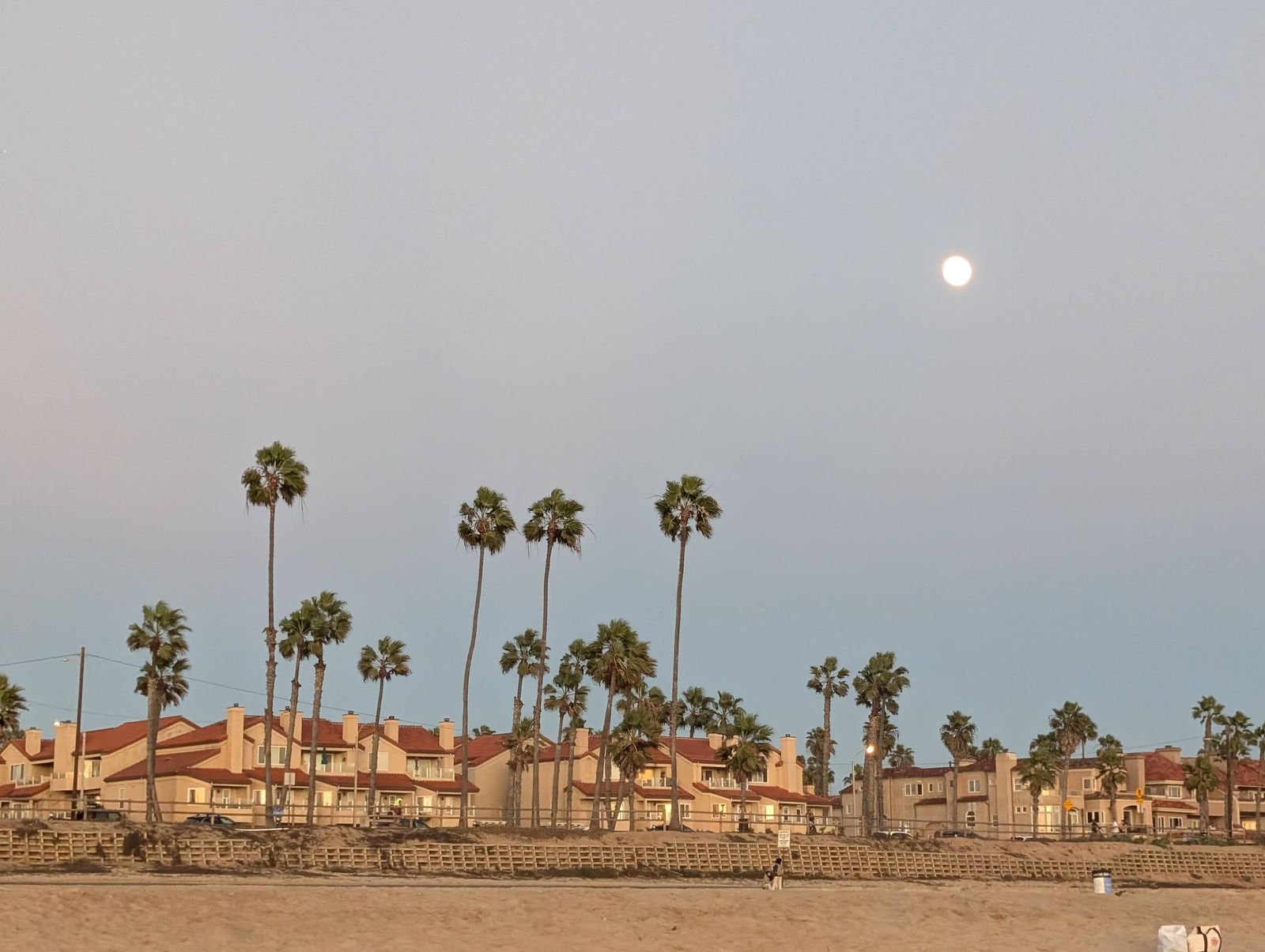 Moonrise over palm trees and homes along Huntington Beach