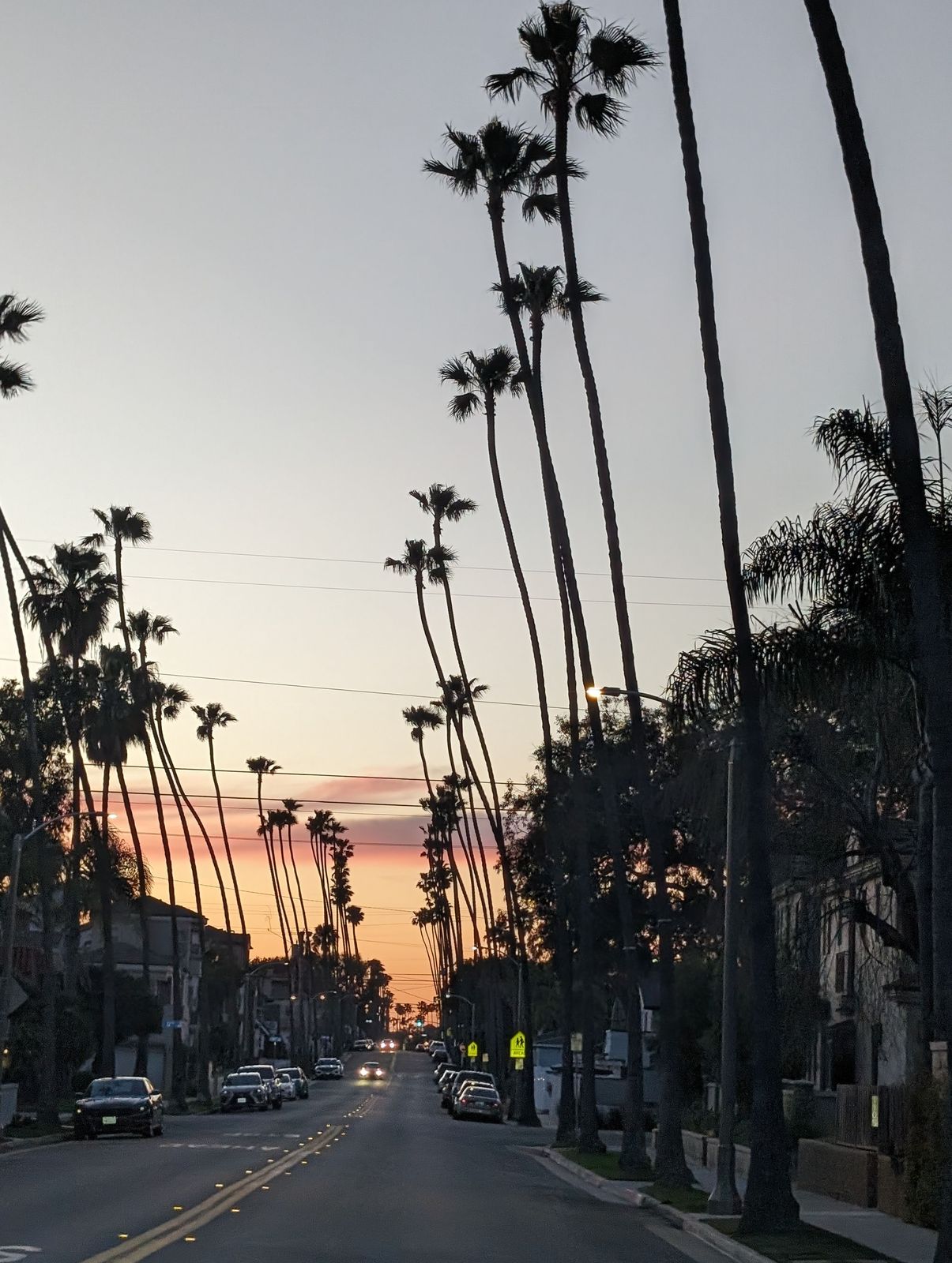 Tall palm trees lining a Huntington Beach street at sunset