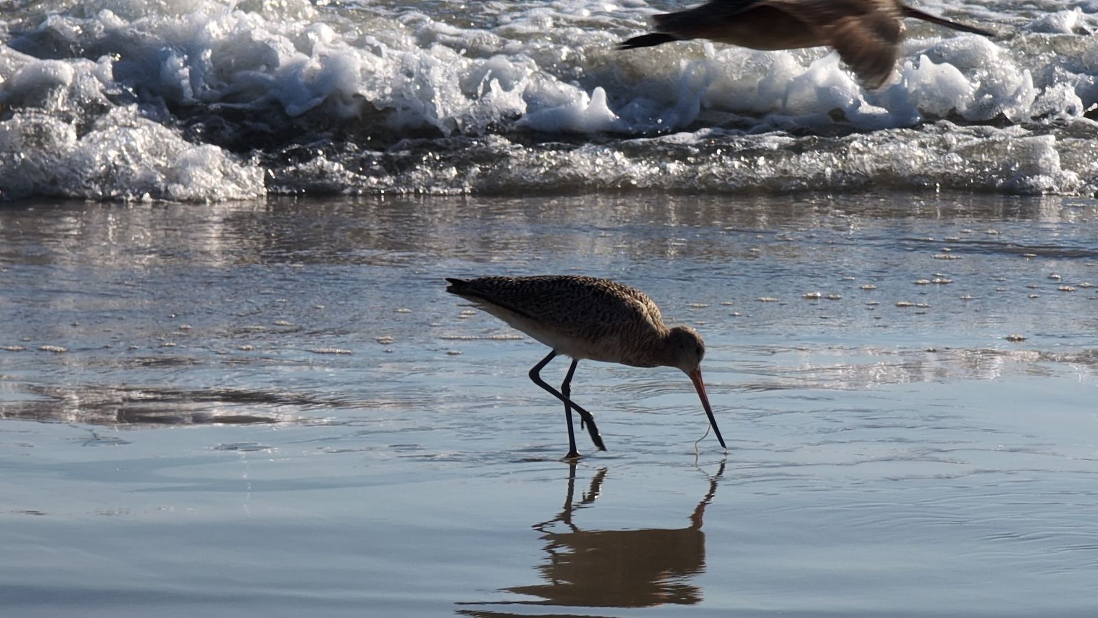 Shorebird feeding in the surf at Huntington Beach
