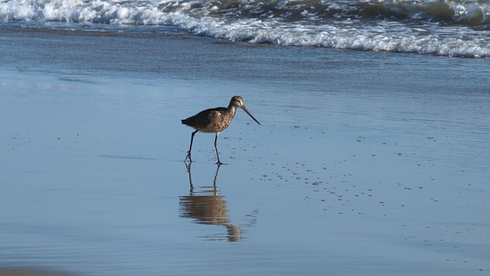 Shorebird walking along the waterline at Huntington Beach