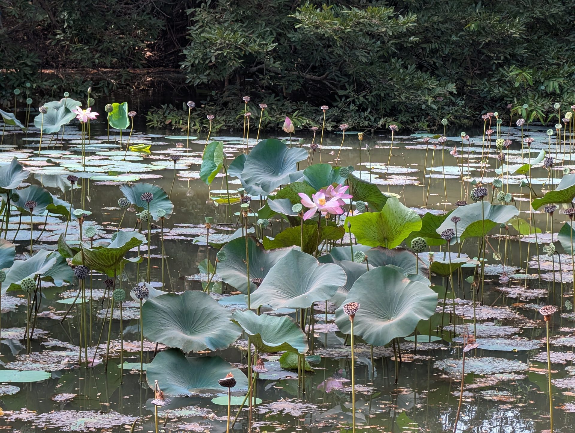 Lotus pond near the Sigiriya entrance