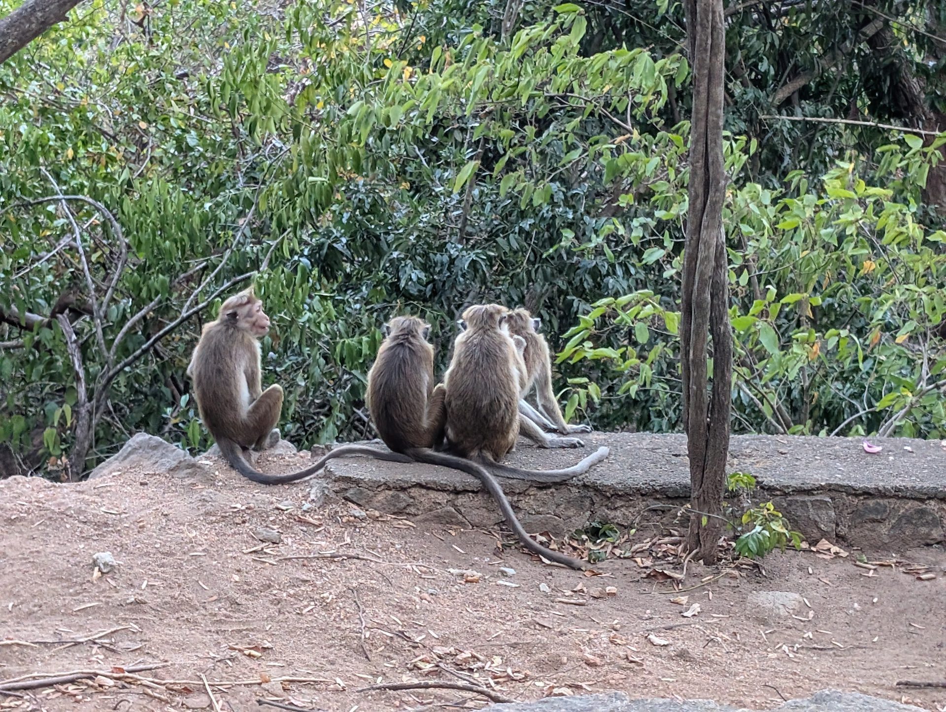 Macaques sitting on a wall at Dambulla Cave Temple