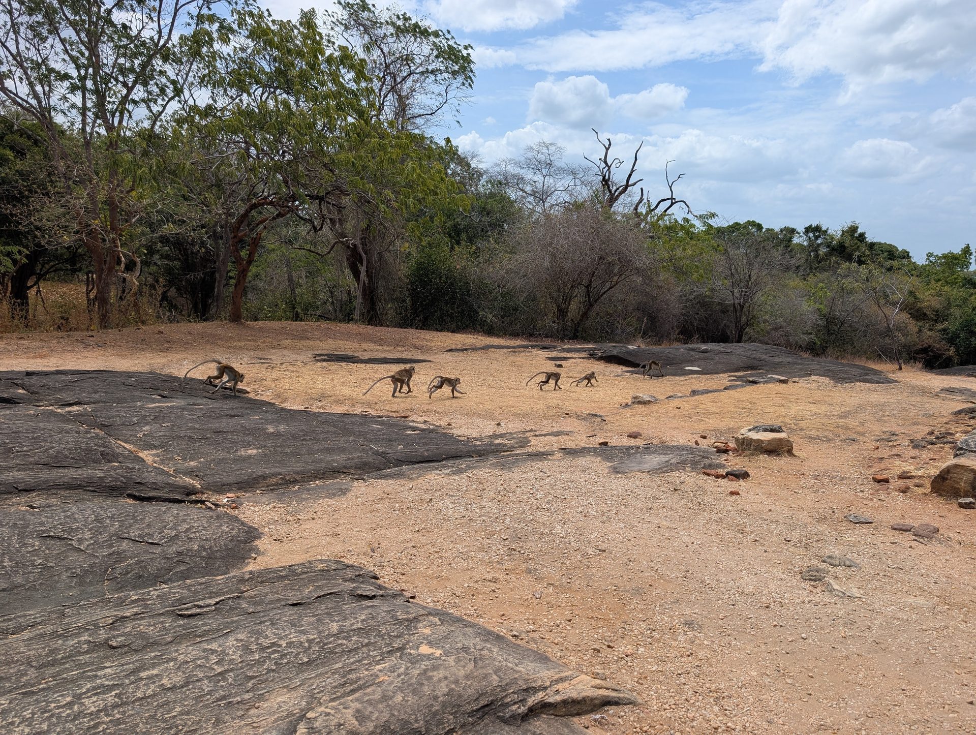 Macaques on the rocks near the Potgul Vehera statue