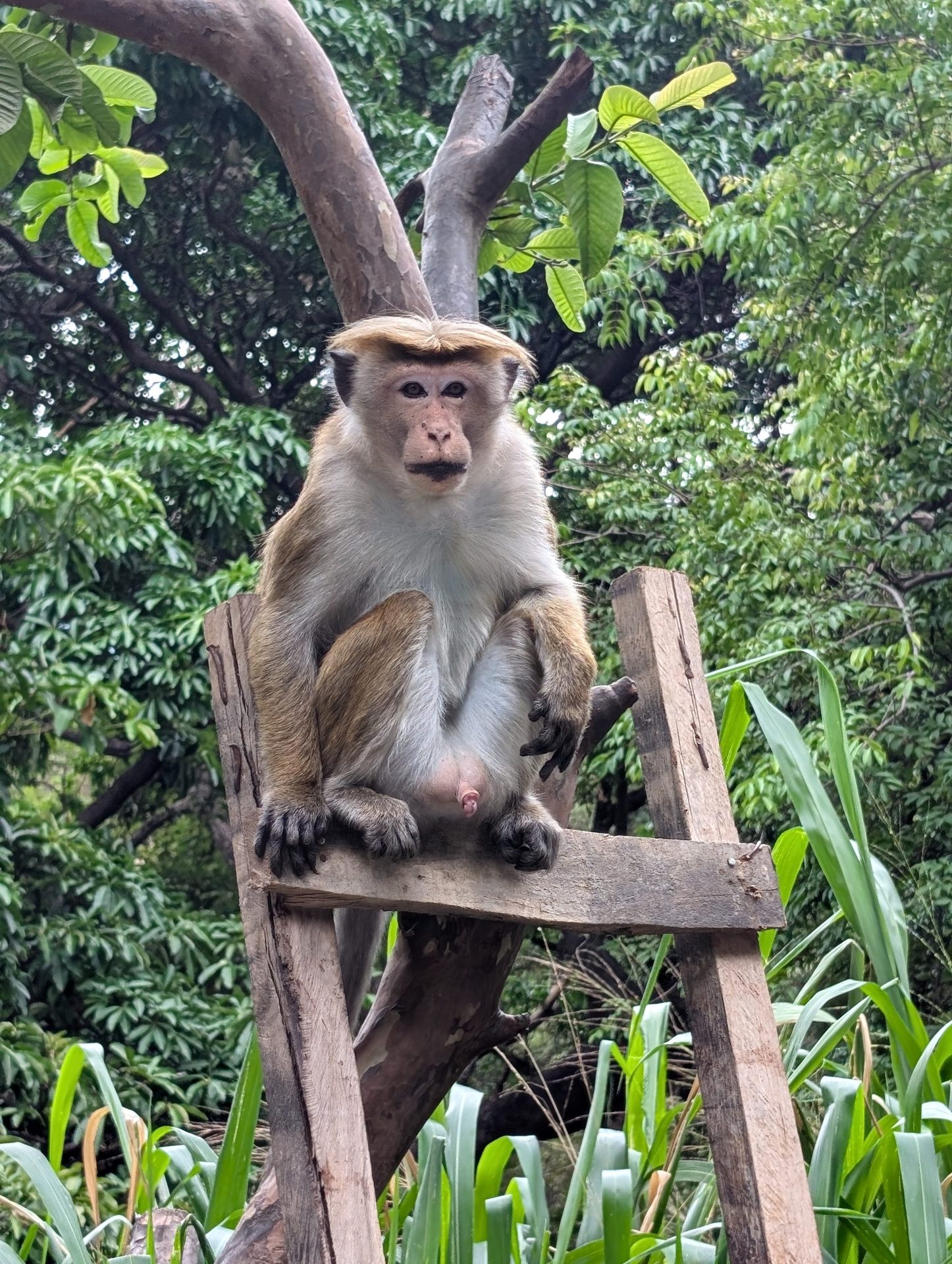 Toque macaque monkey sitting near Ravana Falls