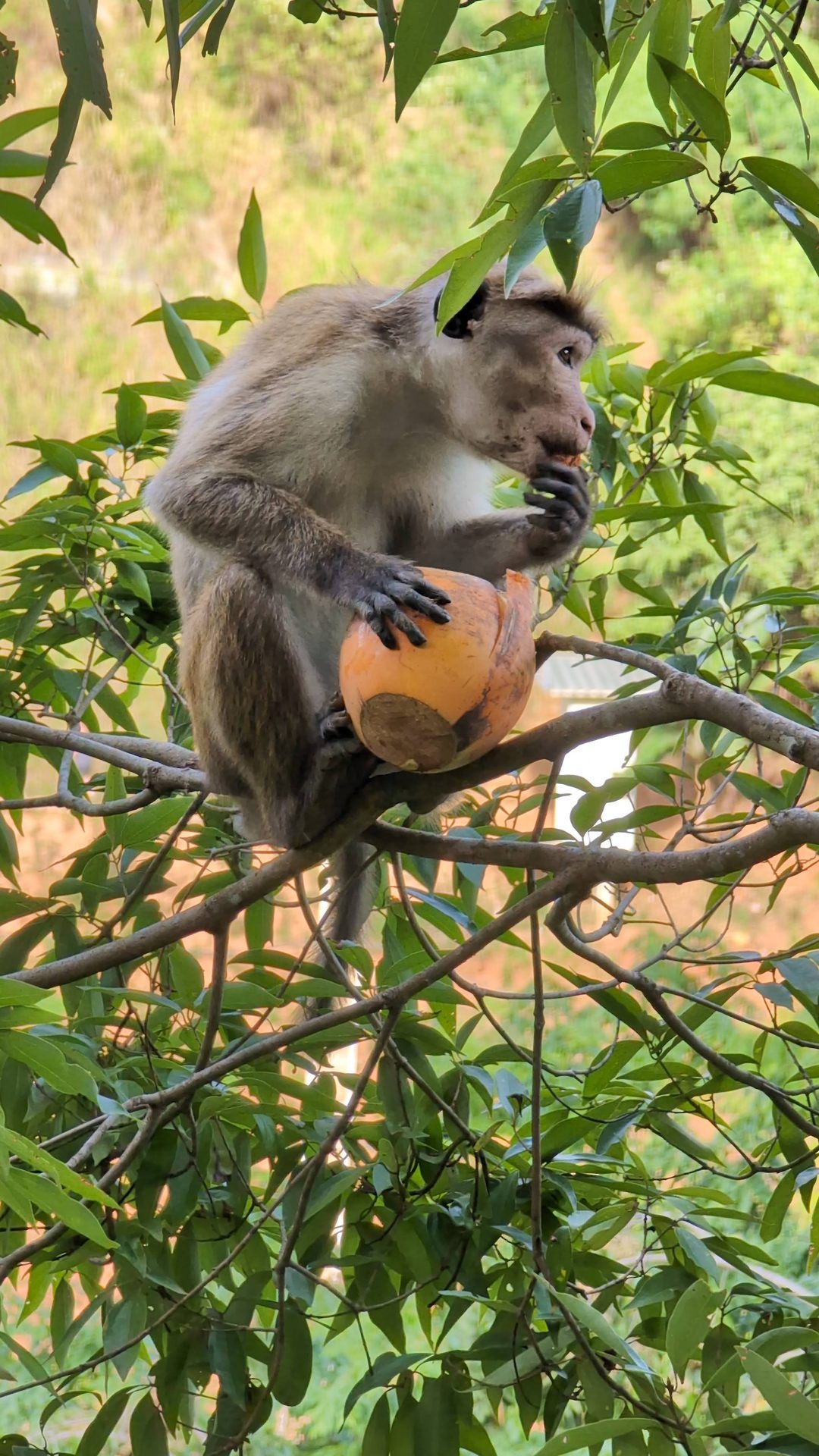 Monkey eating a king coconut near Nine Arch Bridge