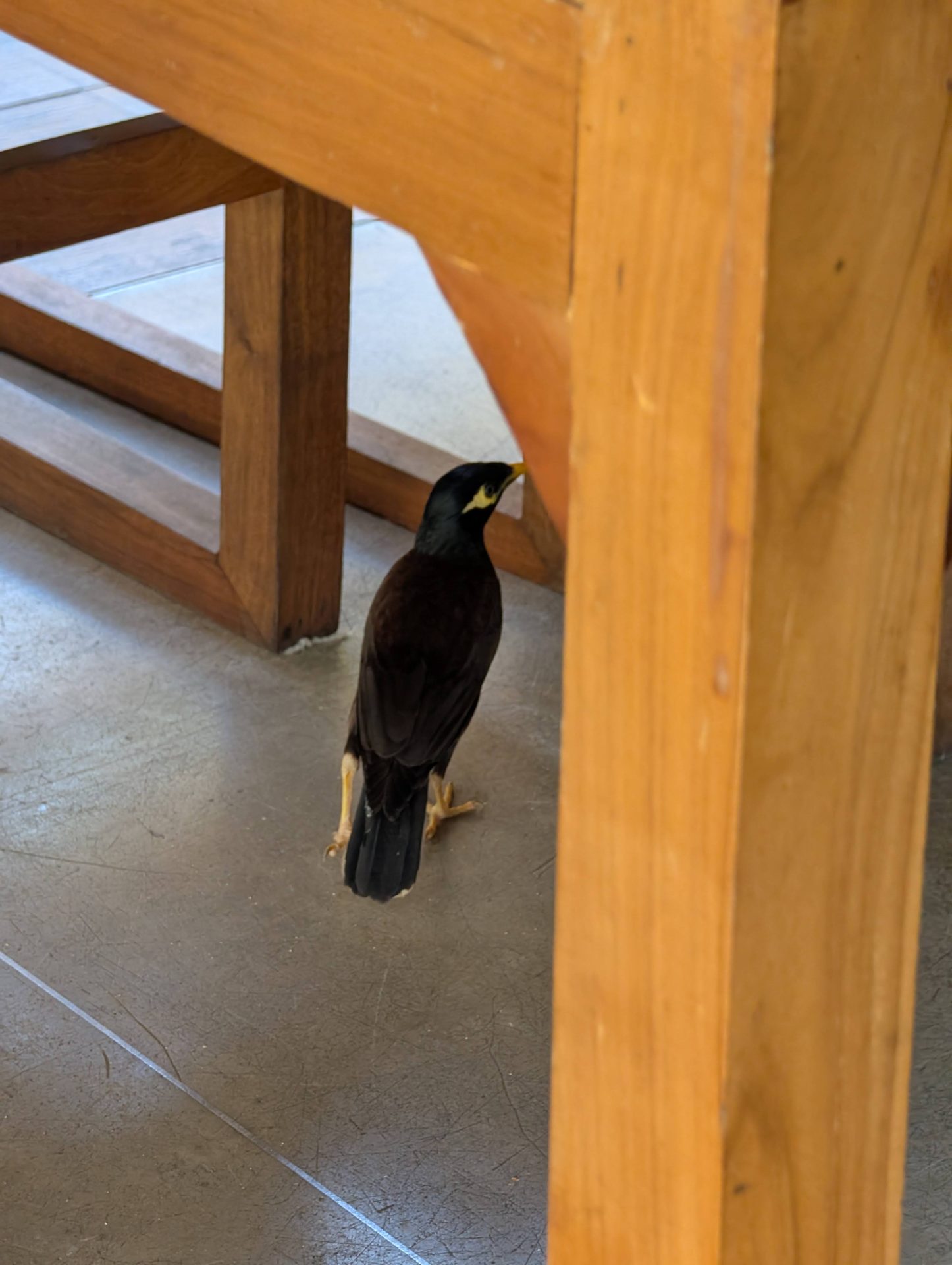 Myna bird under a table at Anantaya Pasikudah