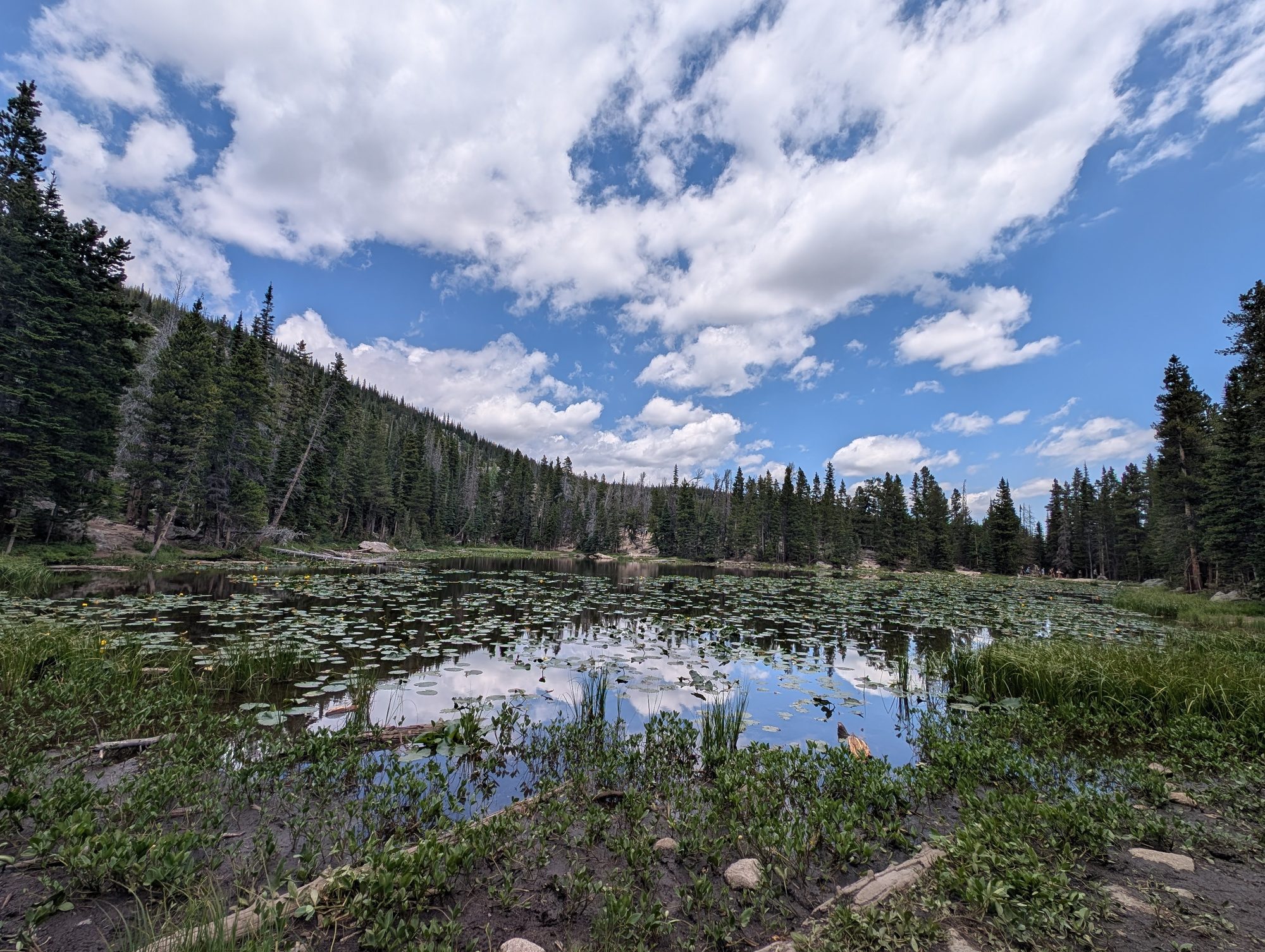 Nymph Lake covered in lily pads surrounded by evergreen forest