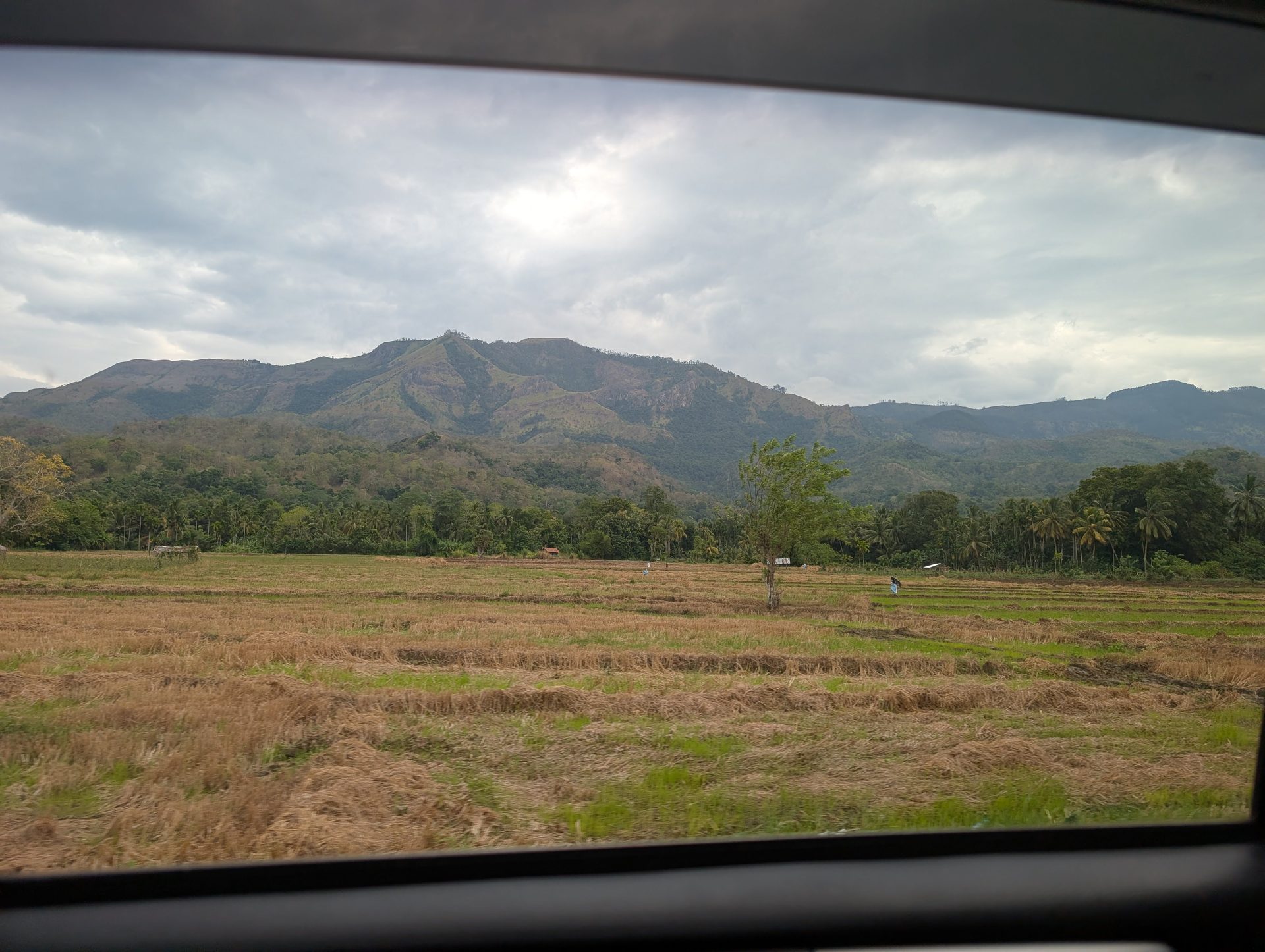 Paddy fields and mountains seen from the car on the drive to Ella