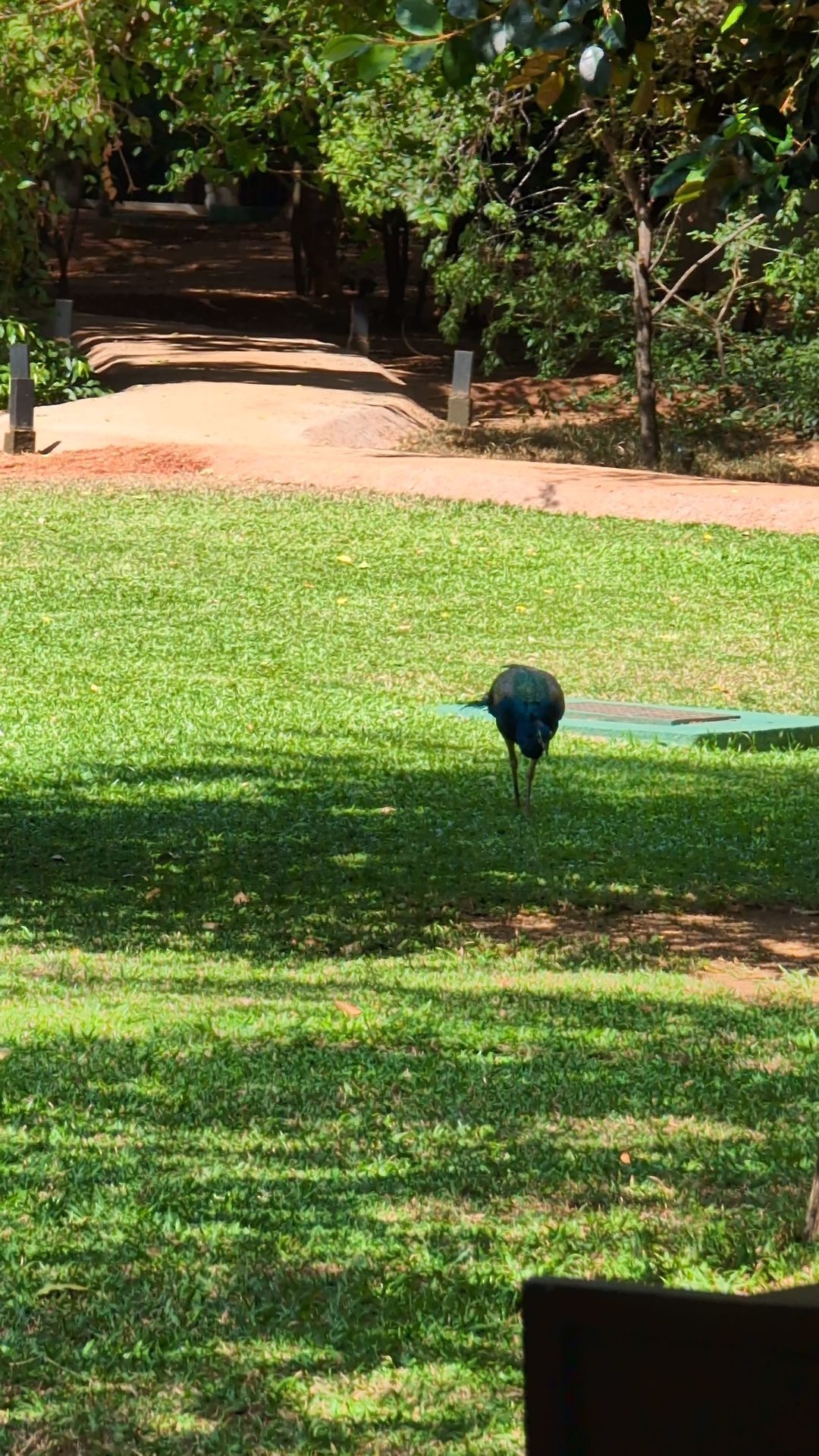 Peacock on the lawn at Jetwing Lake