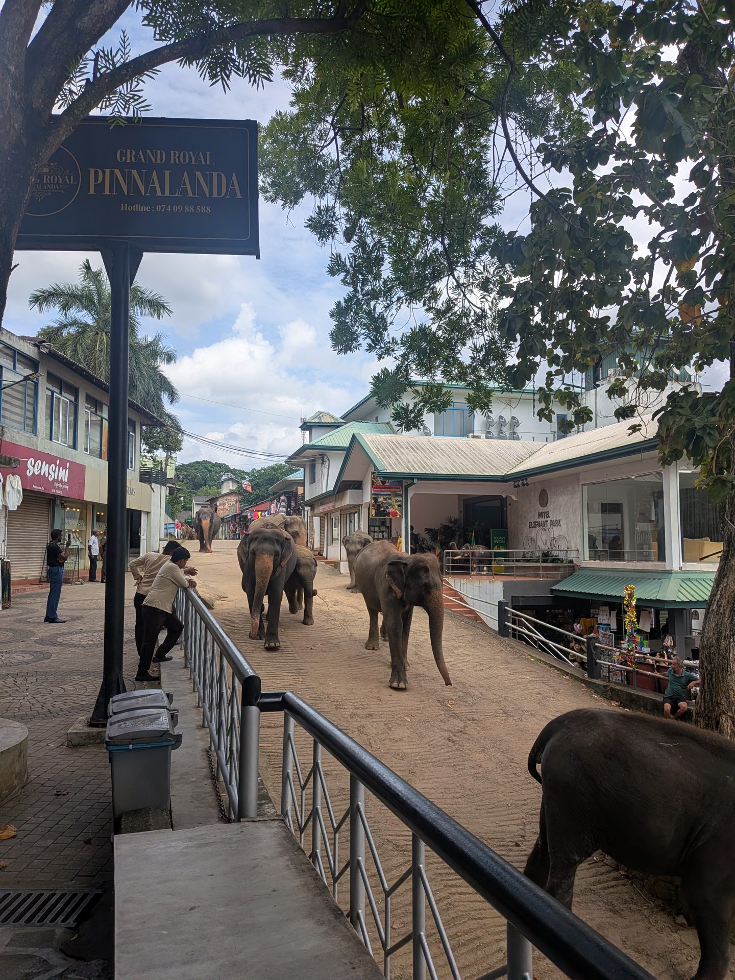 Elephants passing the Pinnalanda restaurant sign at Pinnawala