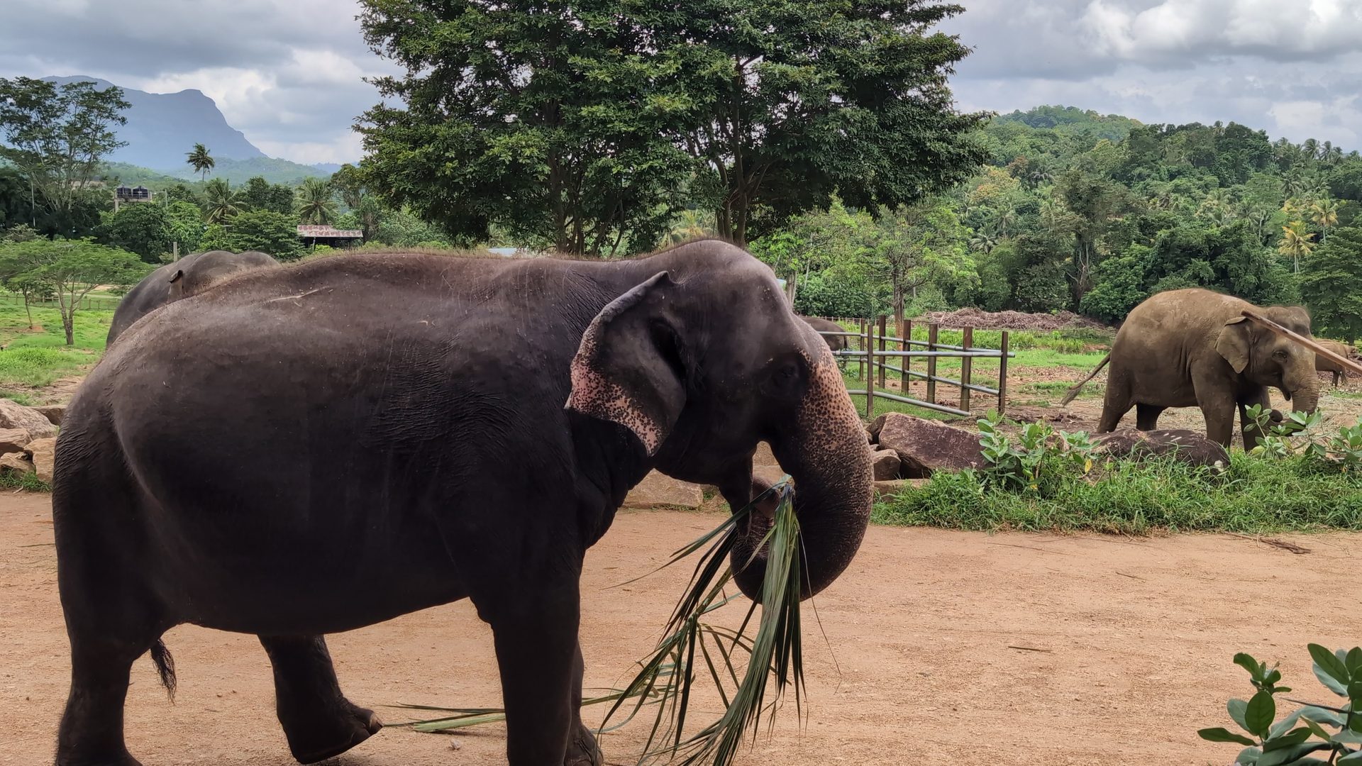 Elephant eating palm leaves at Pinnawala