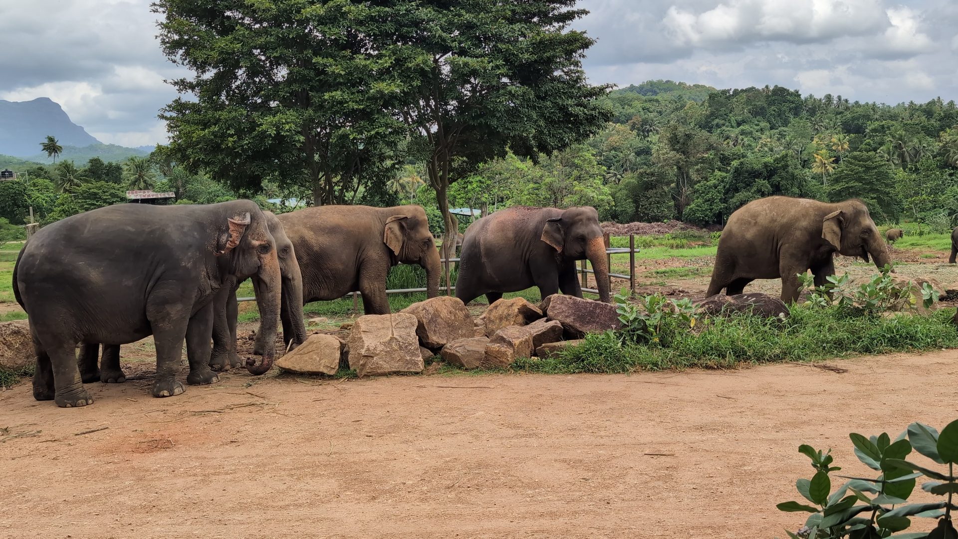 Group of elephants in the Pinnawala enclosure
