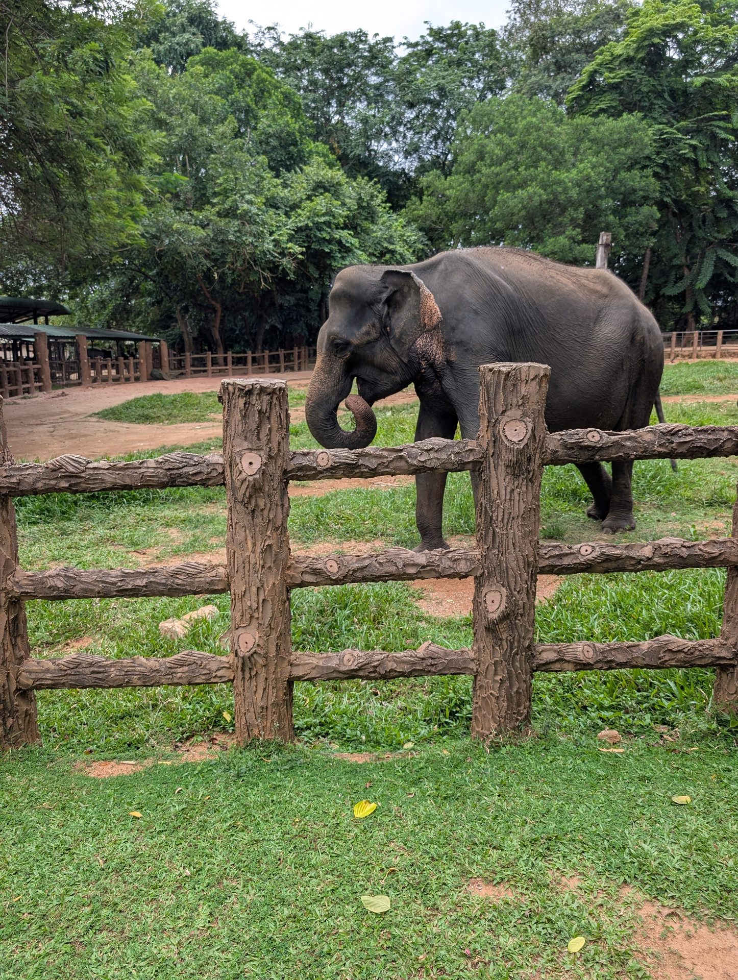 Elephant standing at a wooden fence at Pinnawala