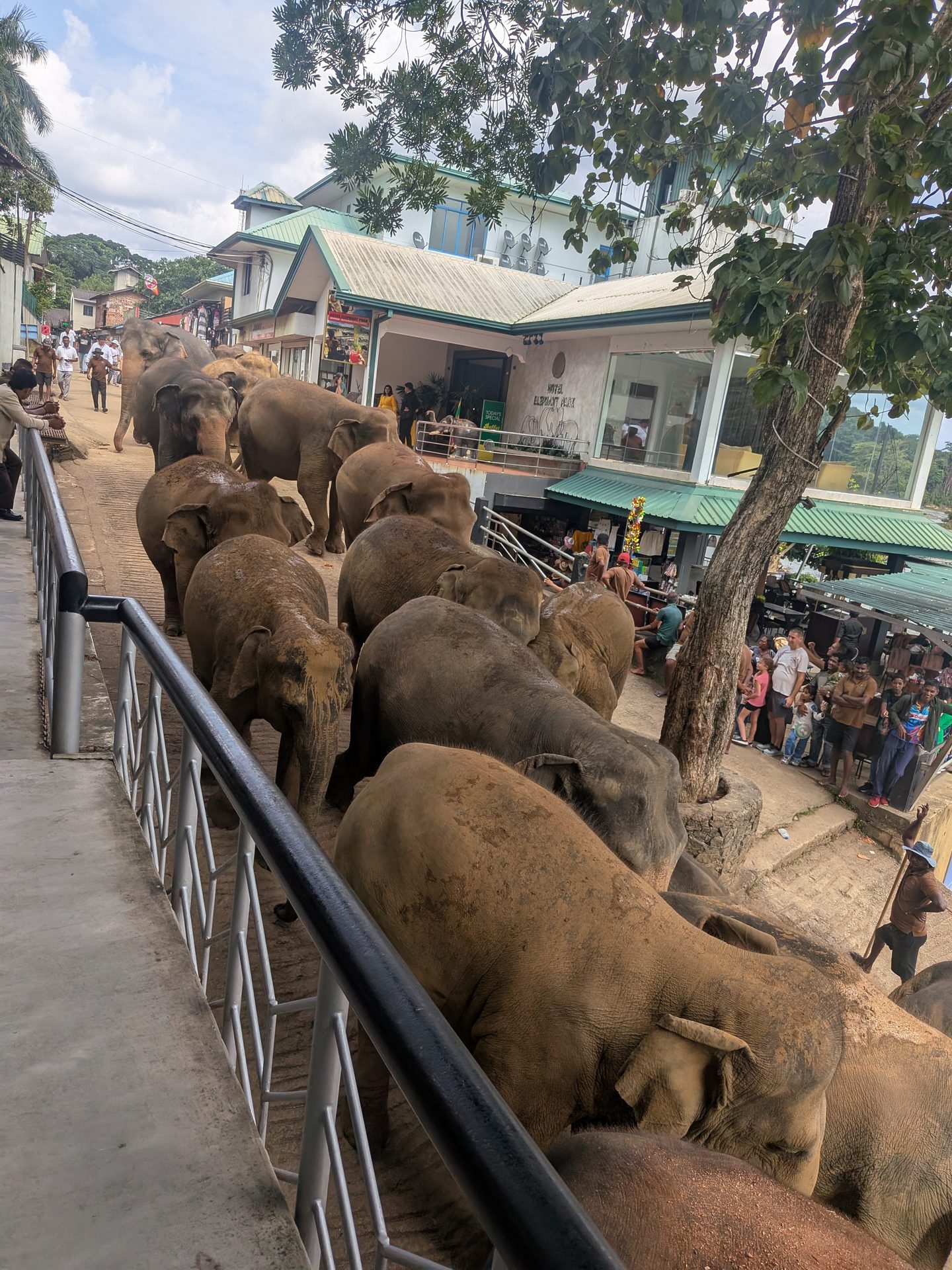 Elephant herd walking down the street to the river at Pinnawala