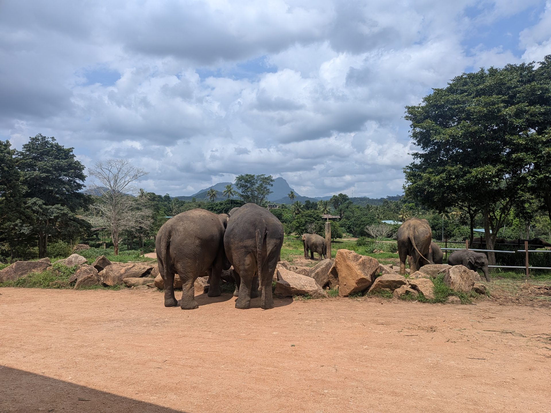 Elephants in the main enclosure at Pinnawala Elephant Orphanage