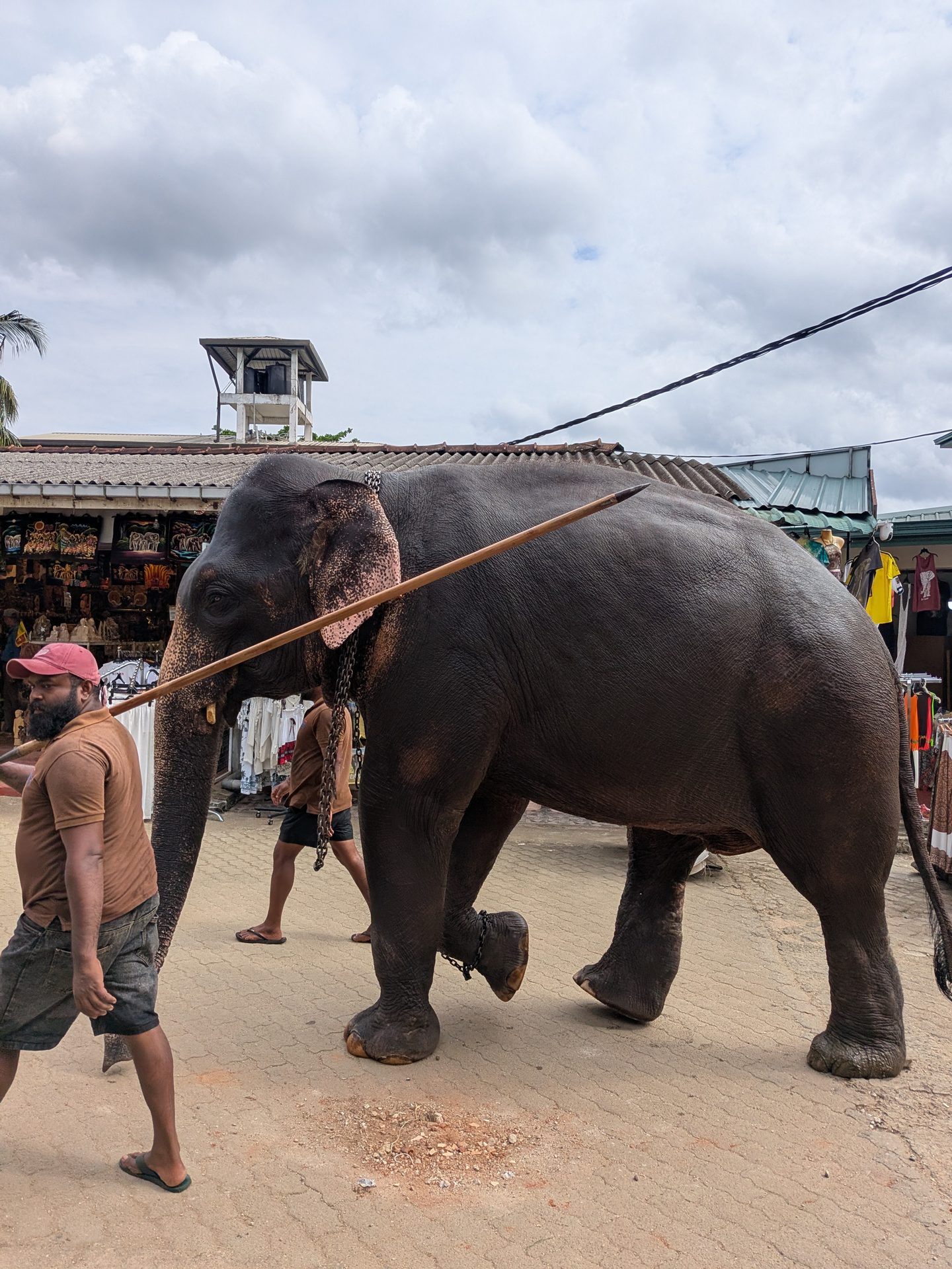 Elephant walking back up the street with its mahout at Pinnawala