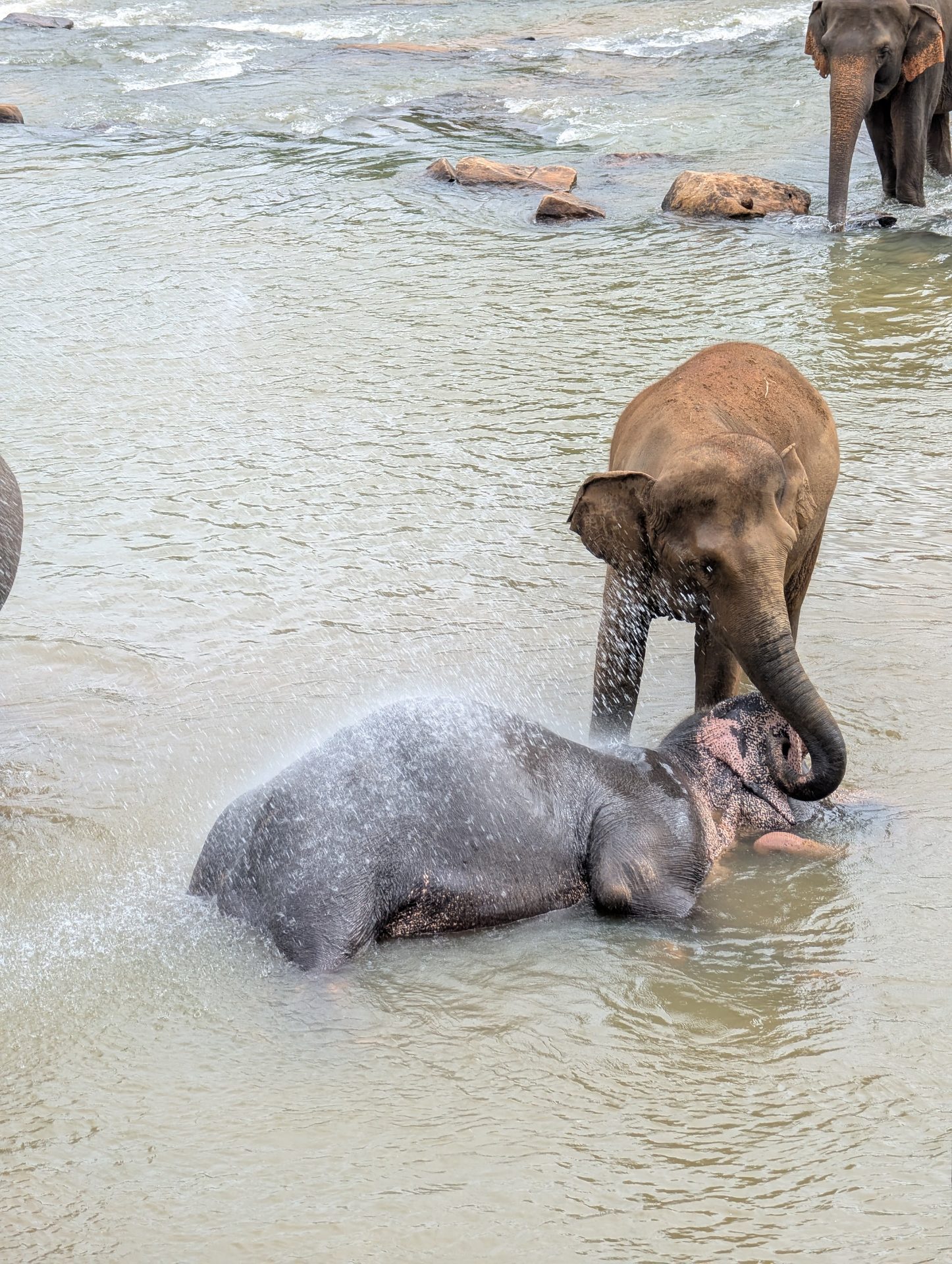 Elephant splashing another lying in the river at Pinnawala