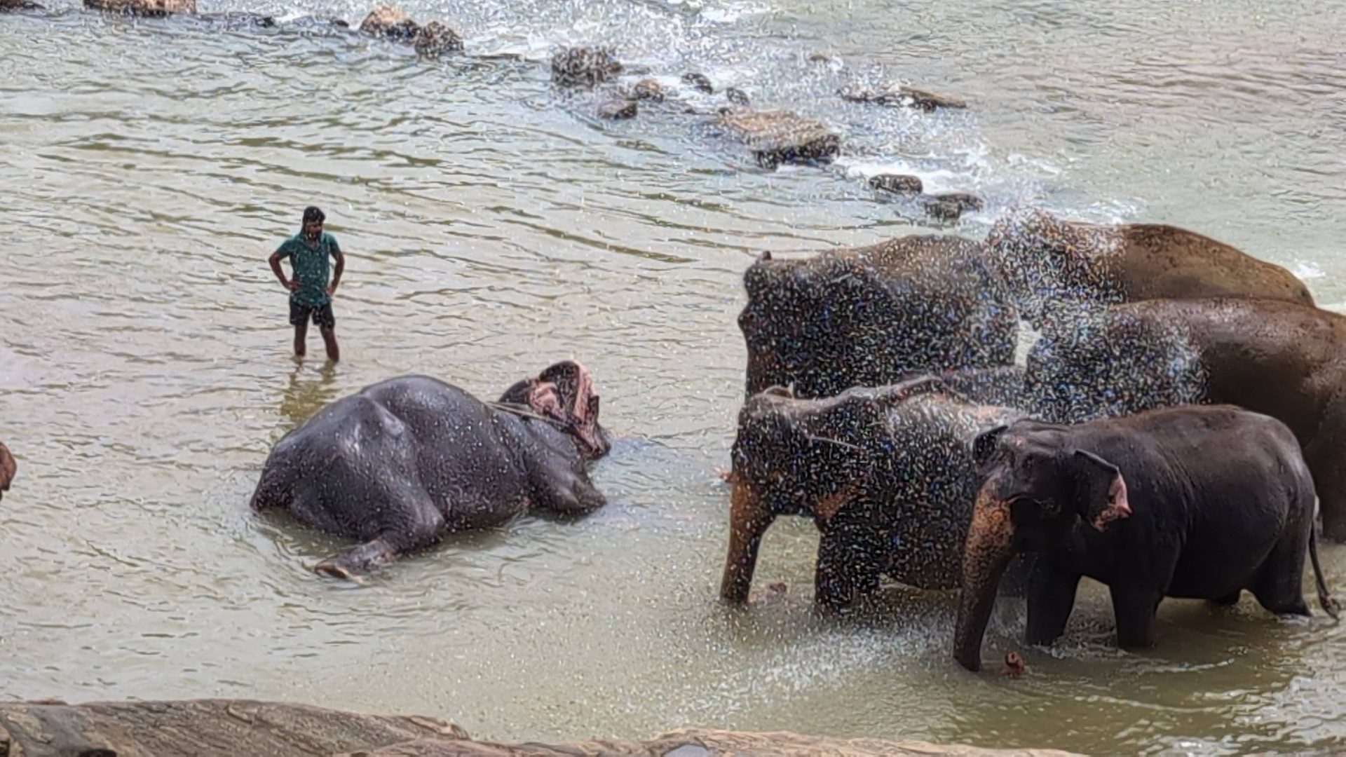 Elephants bathing in the river at Pinnawala