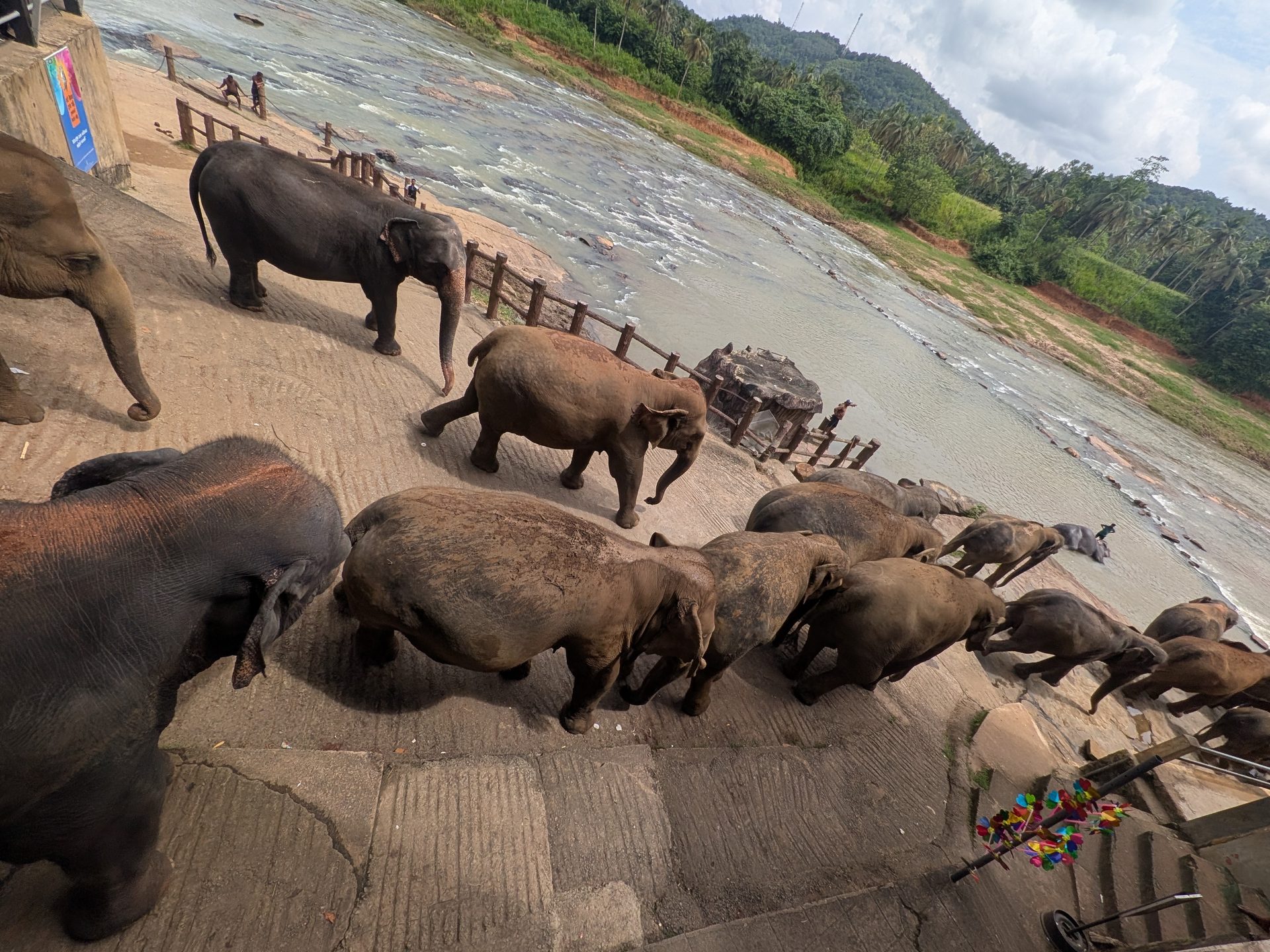 Elephants heading down the ramp to the Ma Oya river