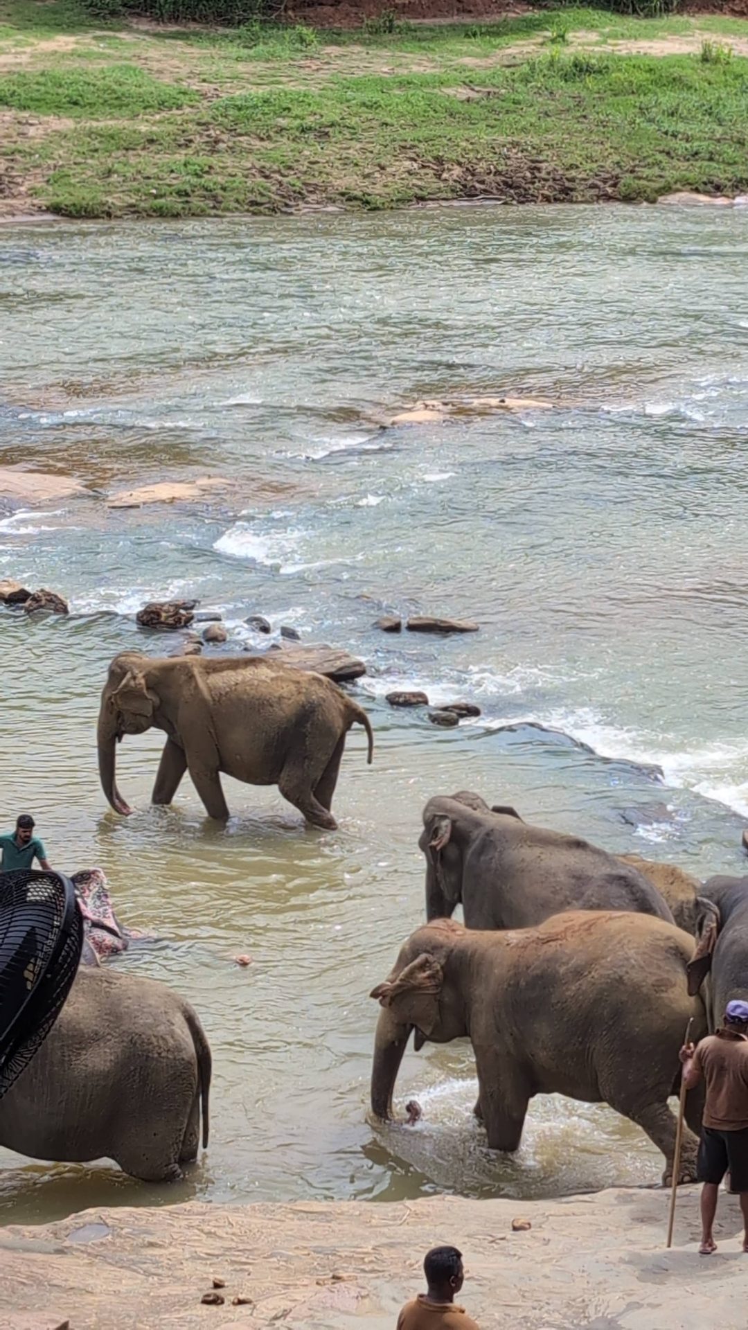 Elephants standing in the Ma Oya river at Pinnawala