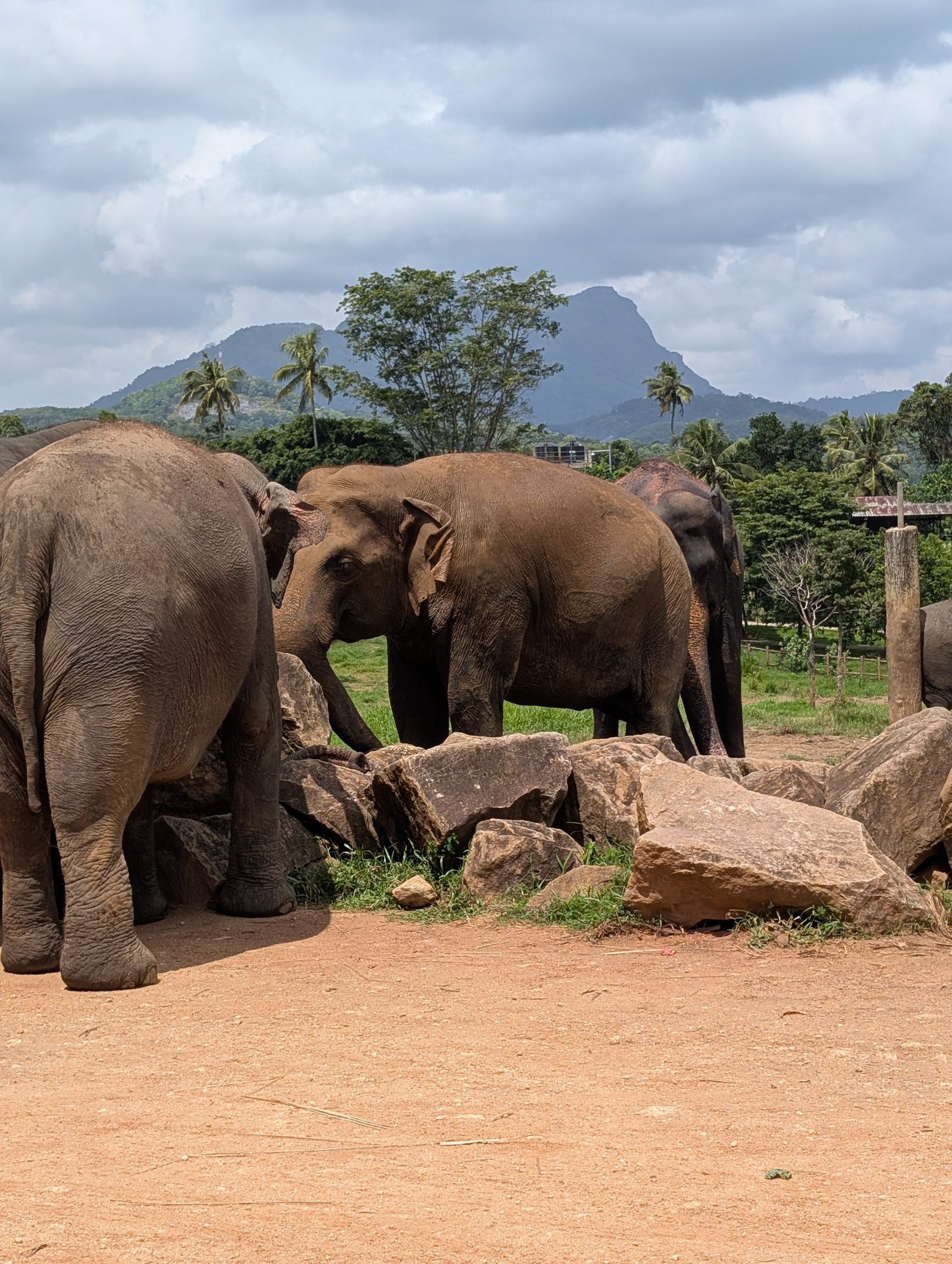 Elephants at Pinnawala with mountains behind