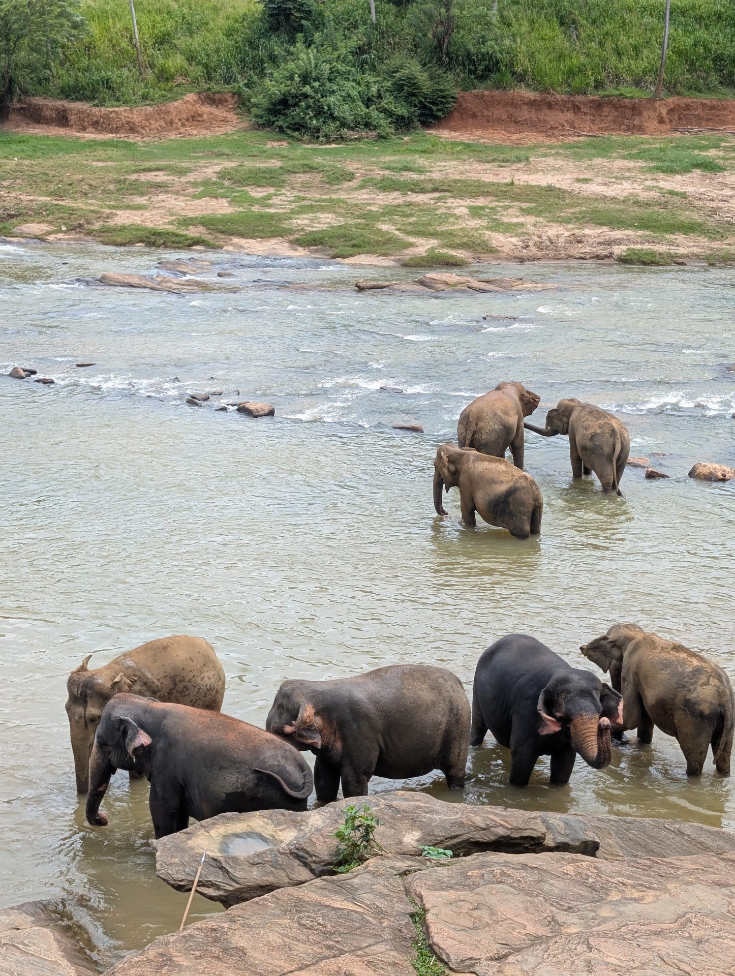 Elephants among the rocks in the Ma Oya river