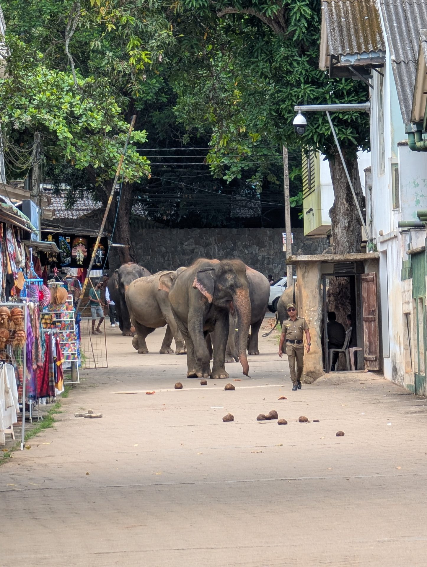 Elephants walking down the shop-lined street at Pinnawala
