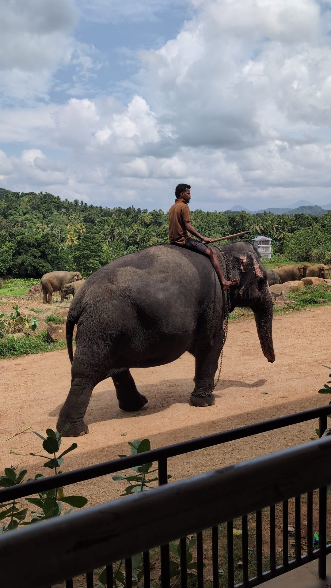 Mahout riding an elephant at Pinnawala