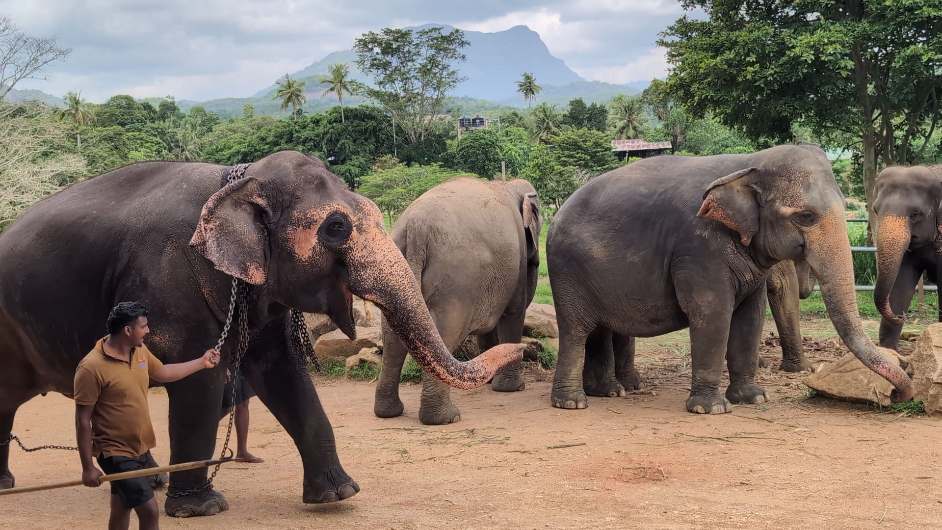 Mahout walking an elephant at Pinnawala Elephant Orphanage