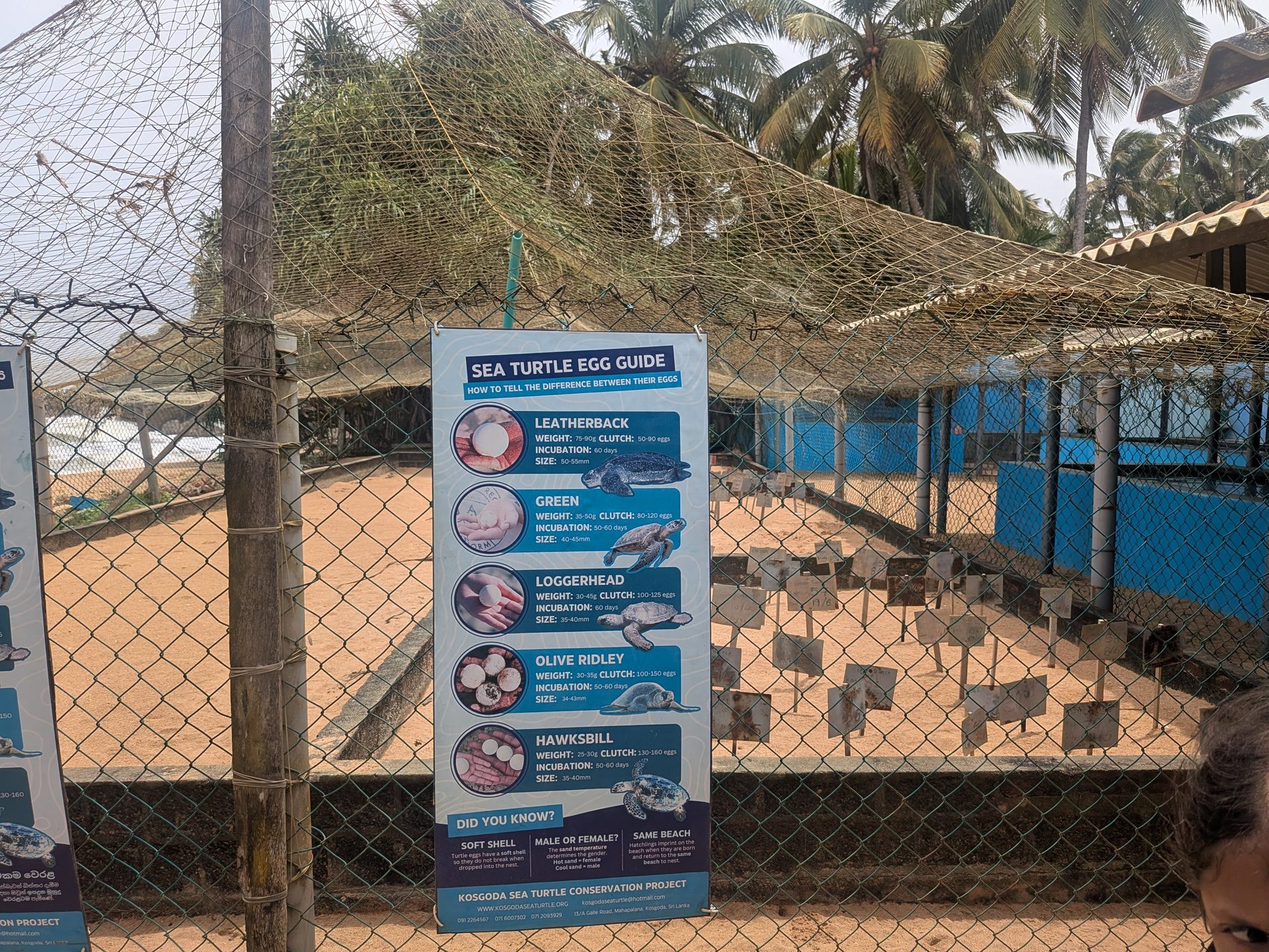 Sea turtle egg guide sign at the Kosgoda hatchery