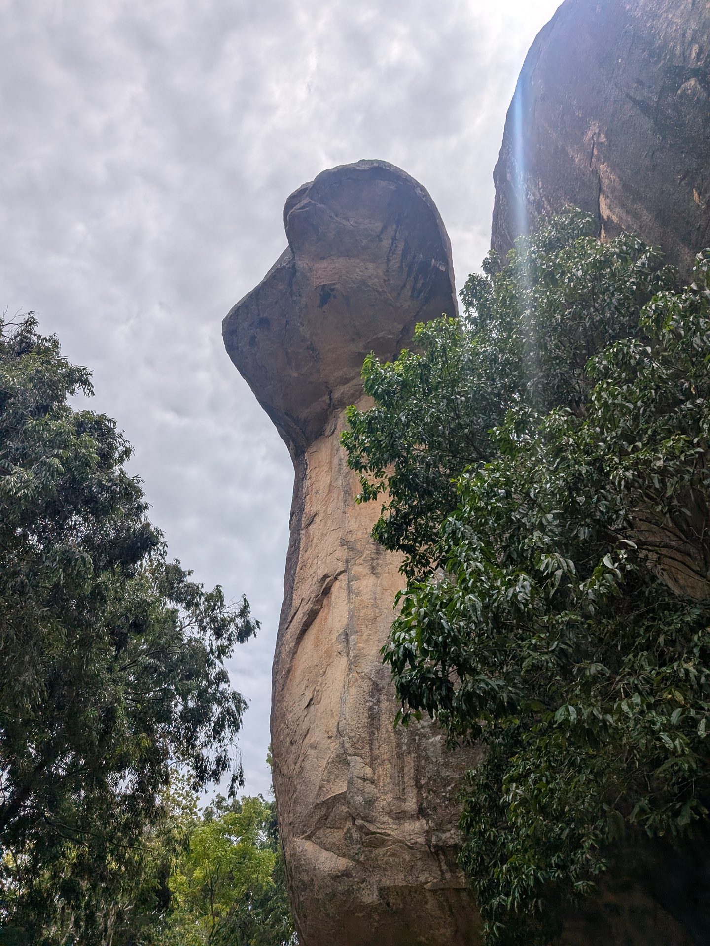 Cobra Hood rock in the Sigiriya boulder garden