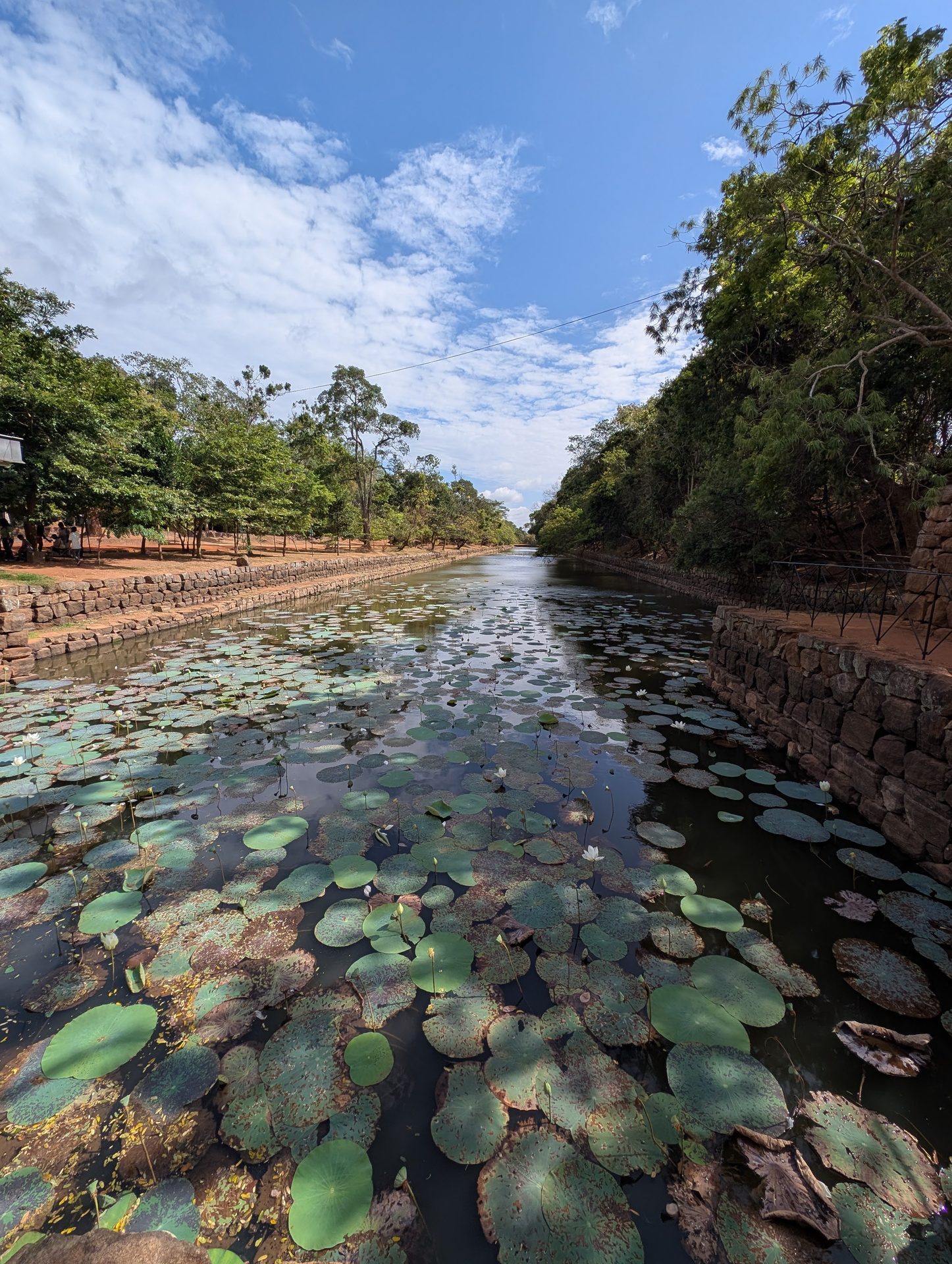 Moat with water lilies at Sigiriya