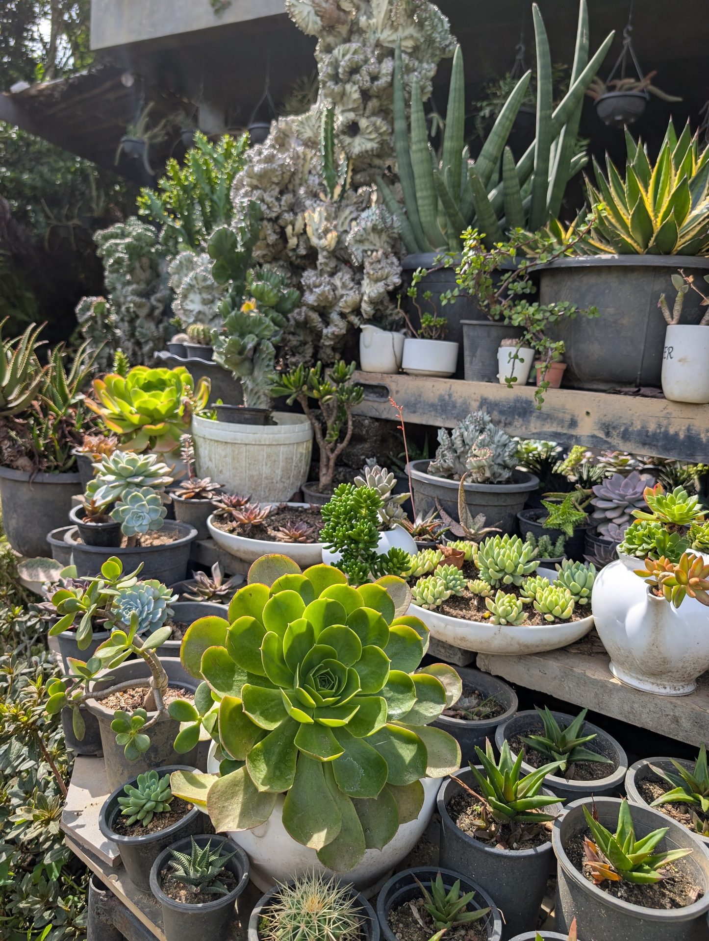Succulents in pots at the Flower Garden nursery in Ella