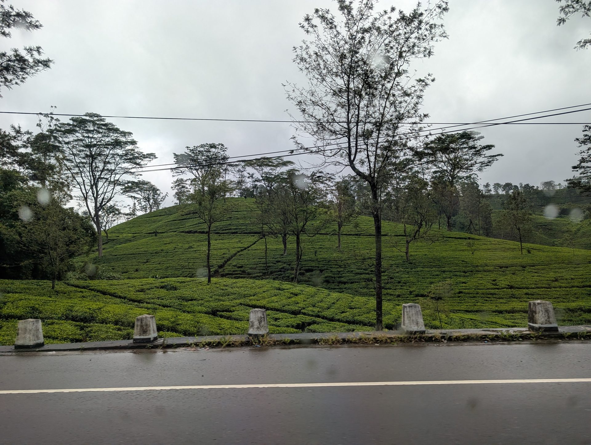 Tea estates along the A7 highway